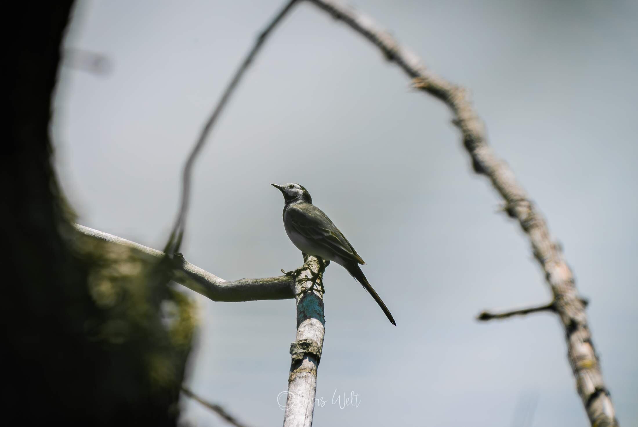 Bild ohne Beschreibung