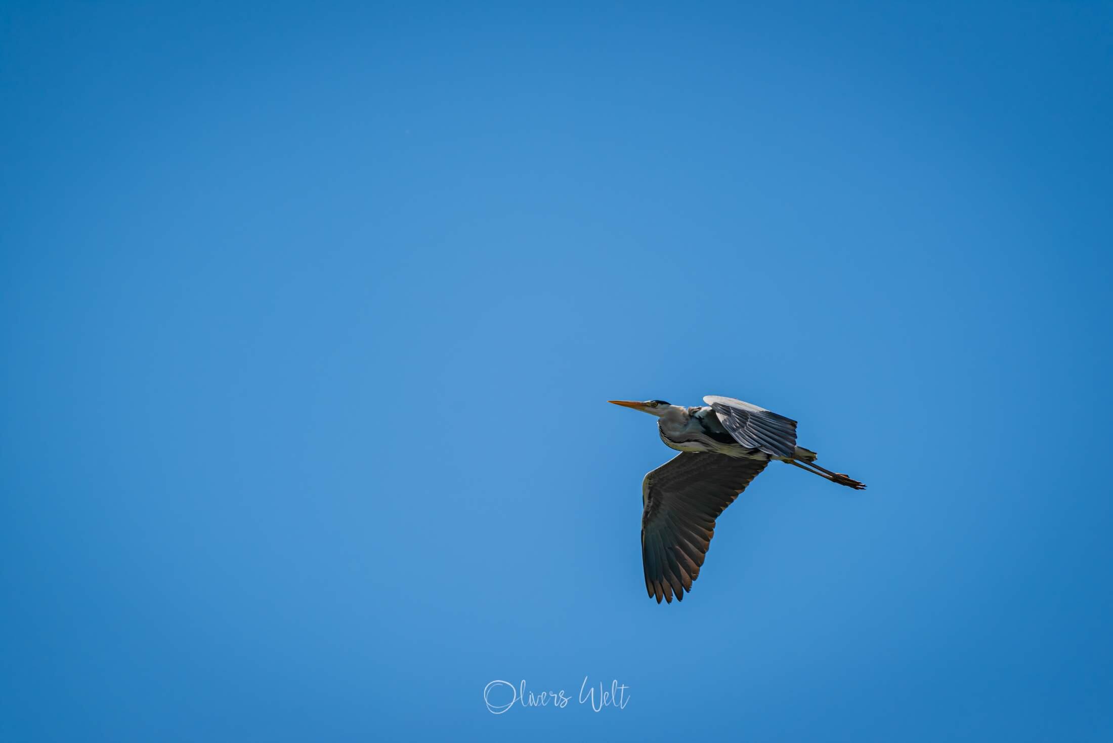 Bild ohne Beschreibung