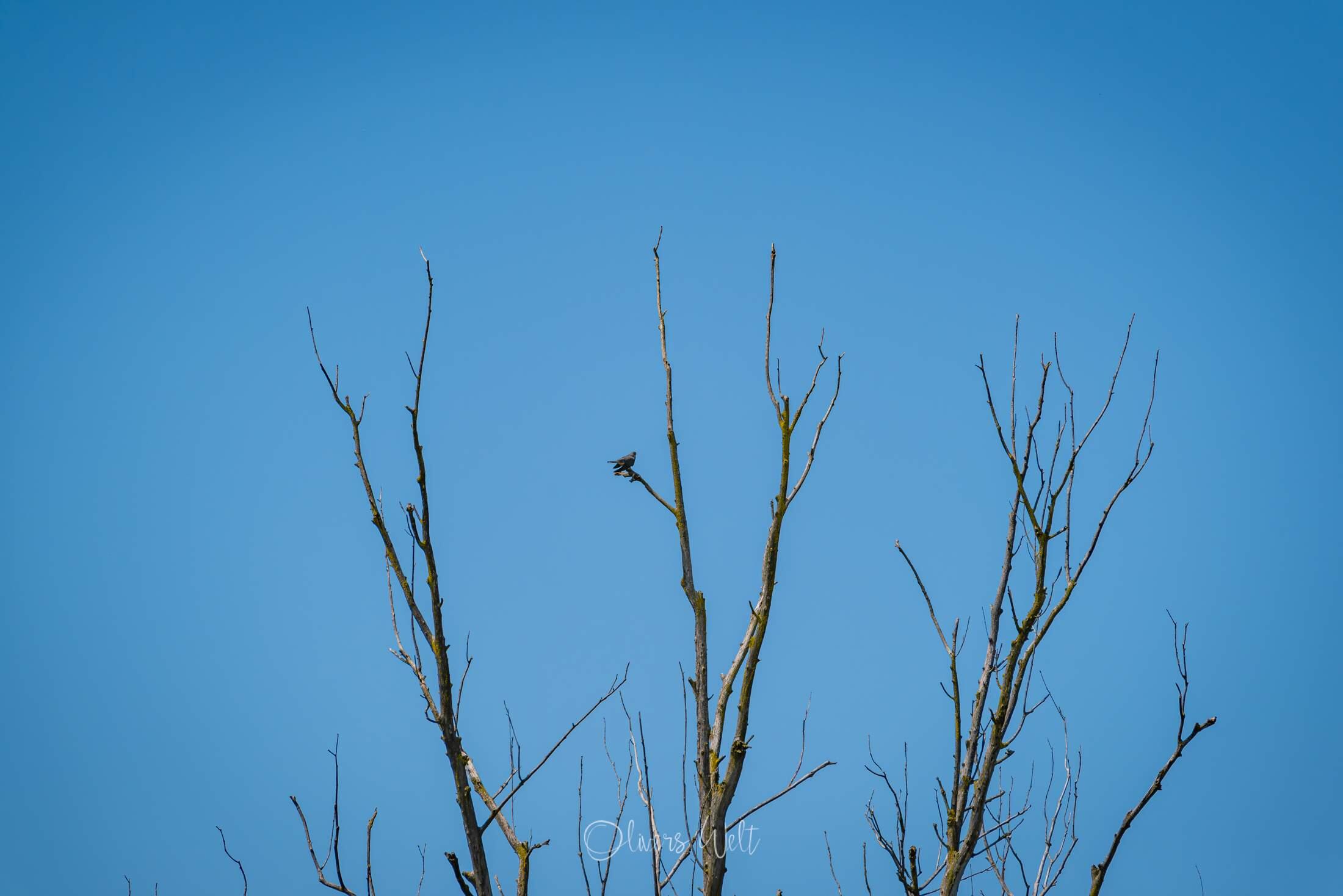 Bild ohne Beschreibung