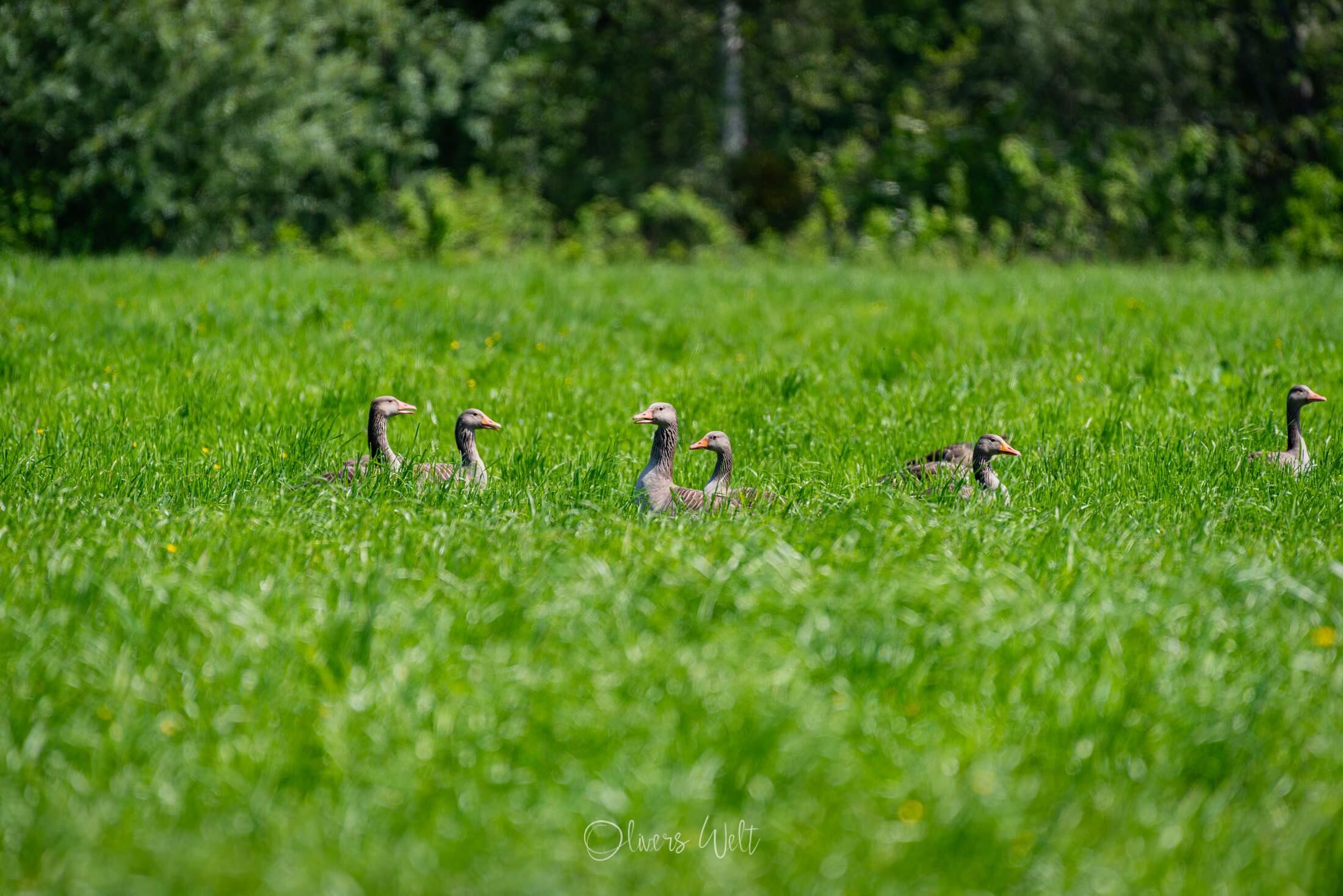 Bild ohne Beschreibung