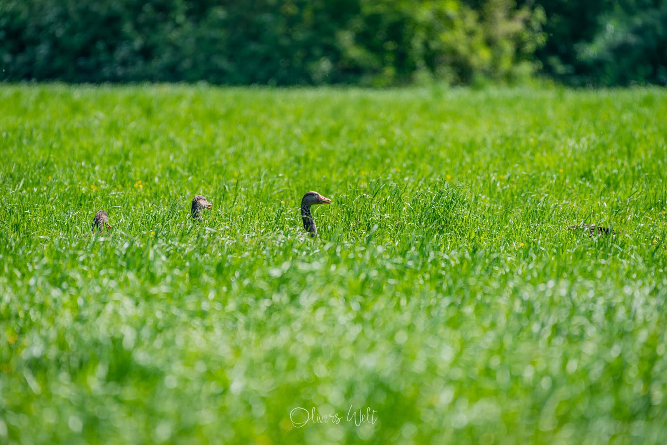 Bild ohne Beschreibung