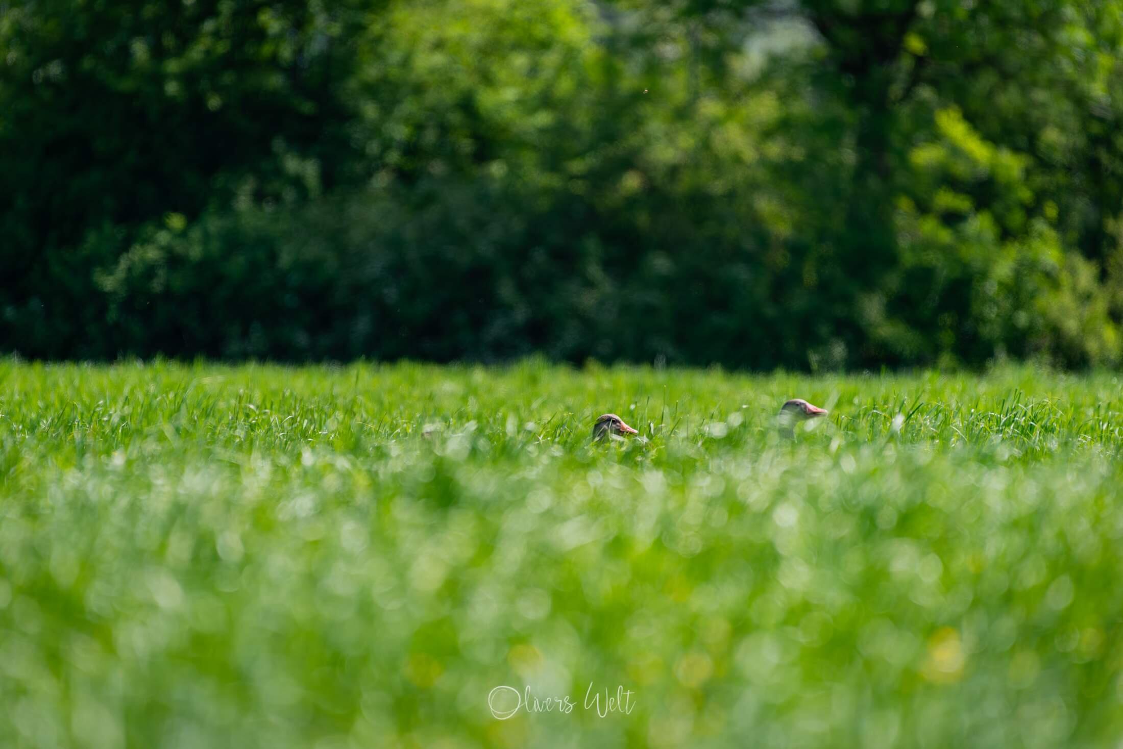 Bild ohne Beschreibung