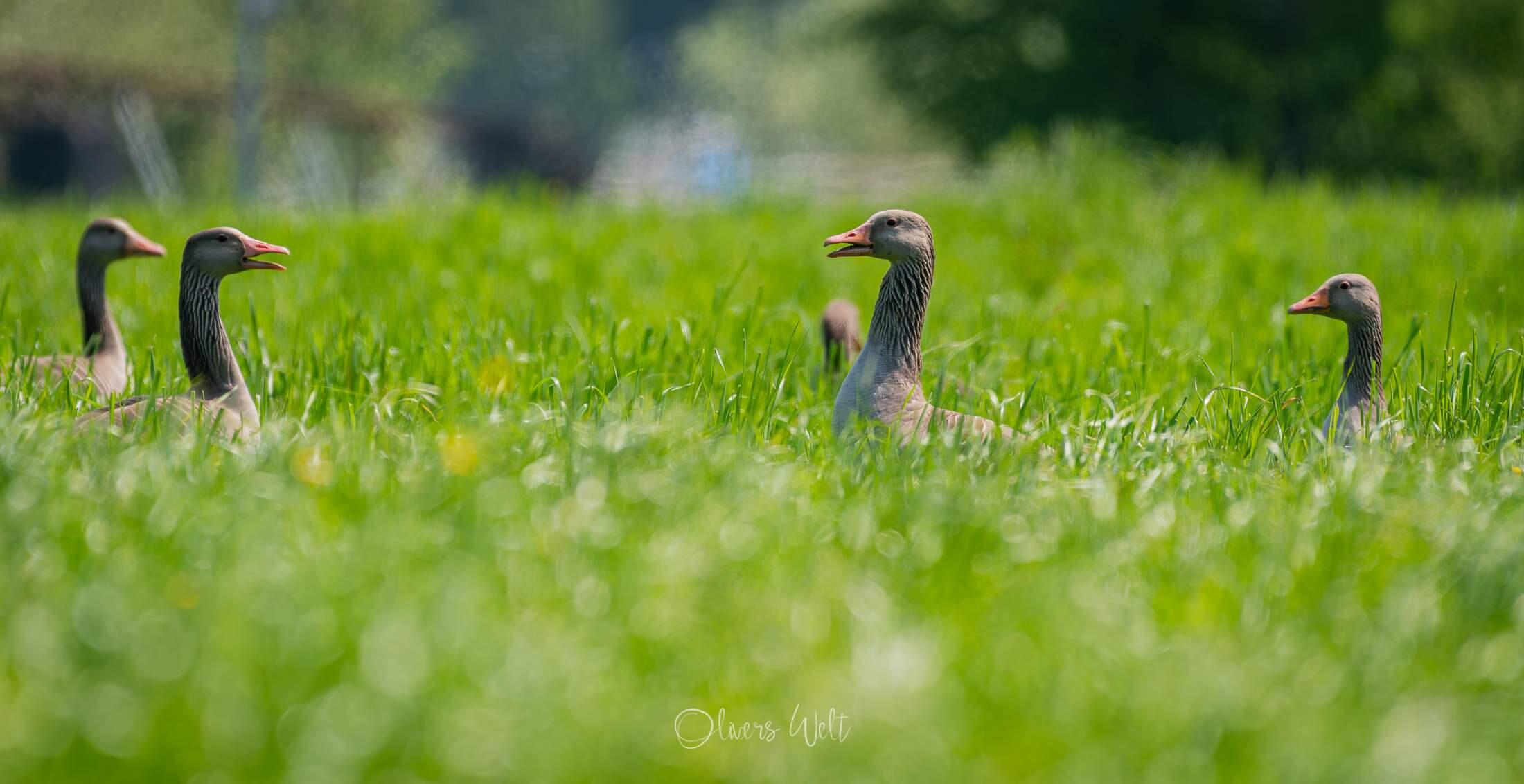 Bild ohne Beschreibung