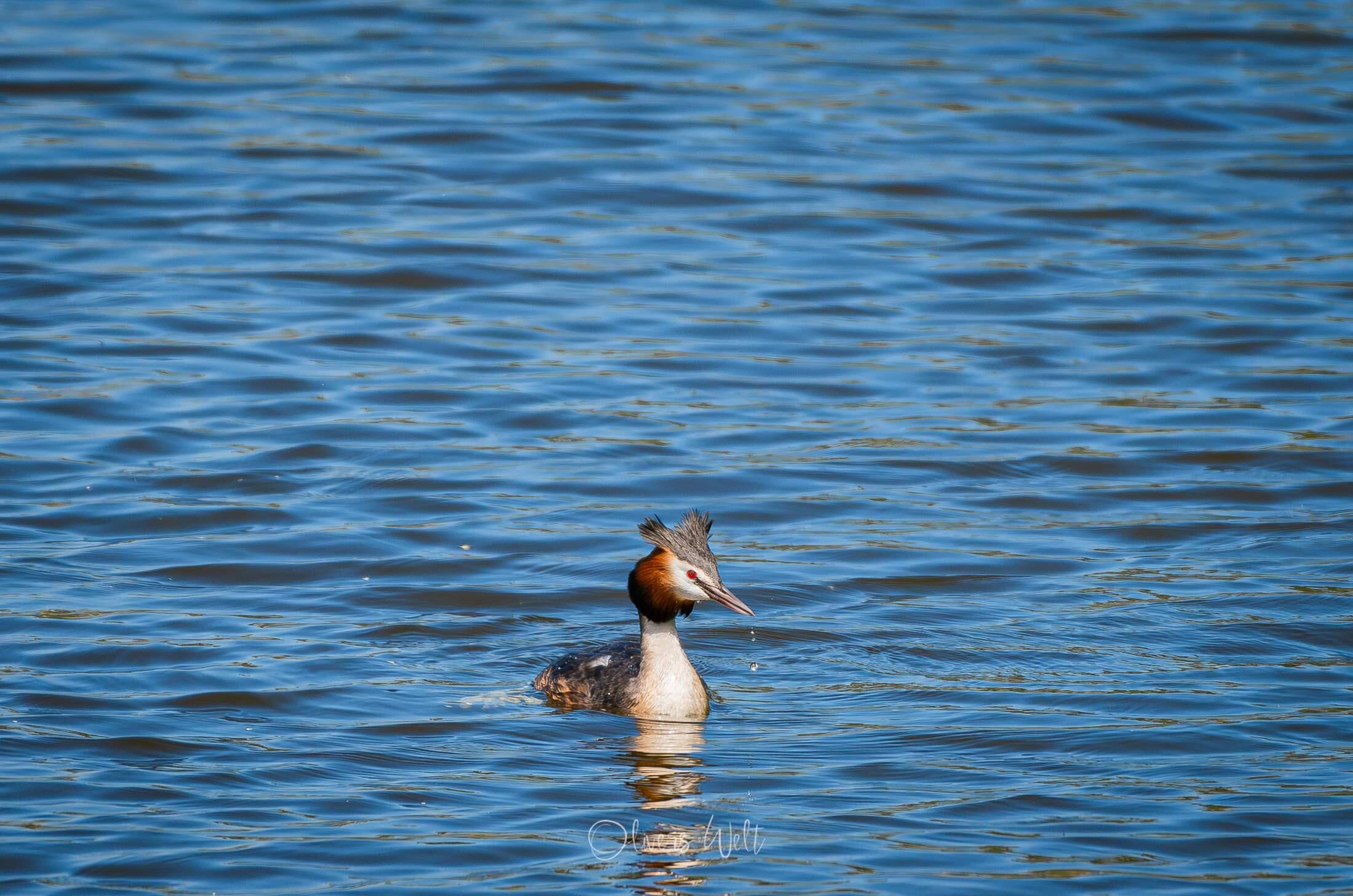 Bild ohne Beschreibung