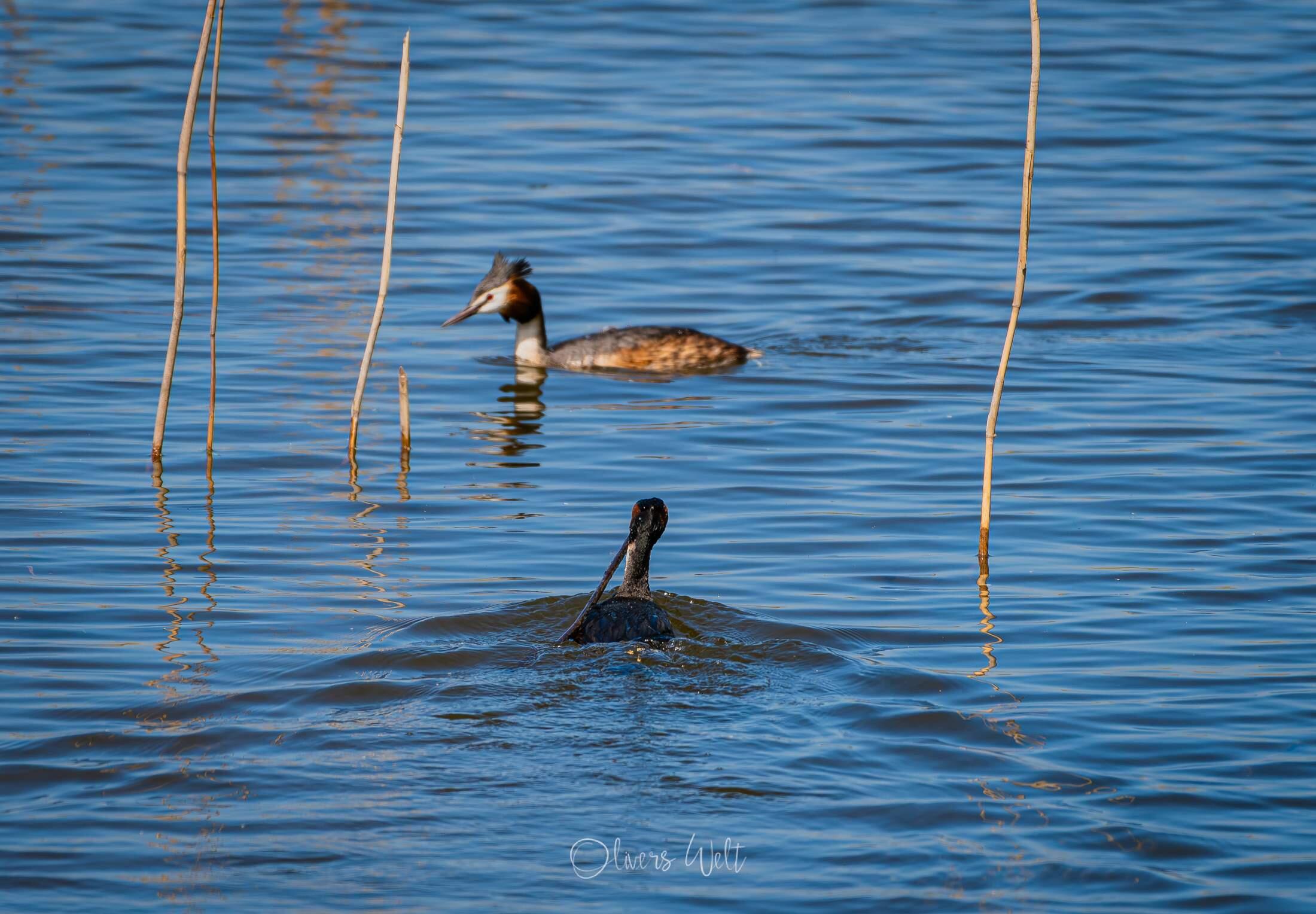 Bild ohne Beschreibung