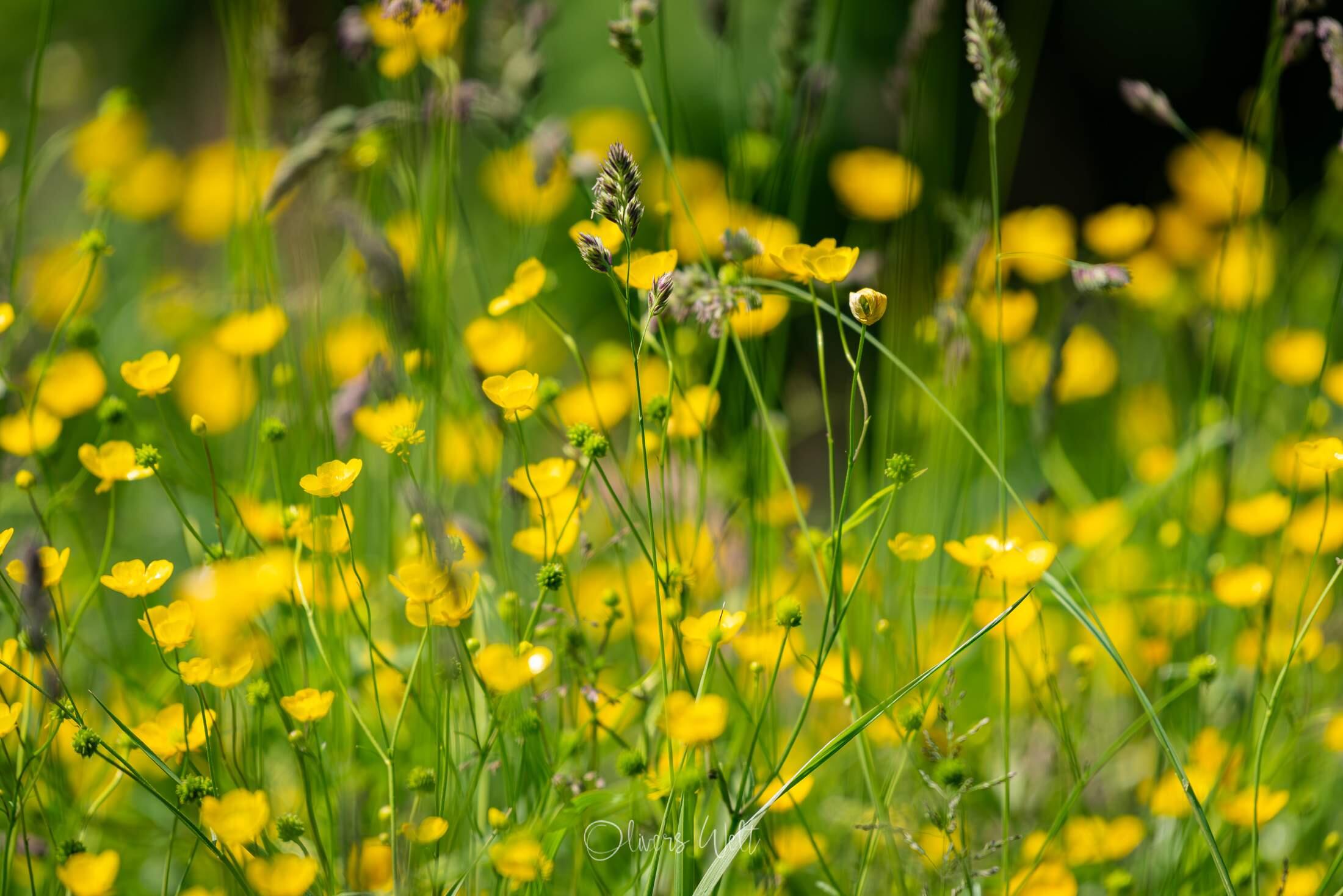 Bild ohne Beschreibung