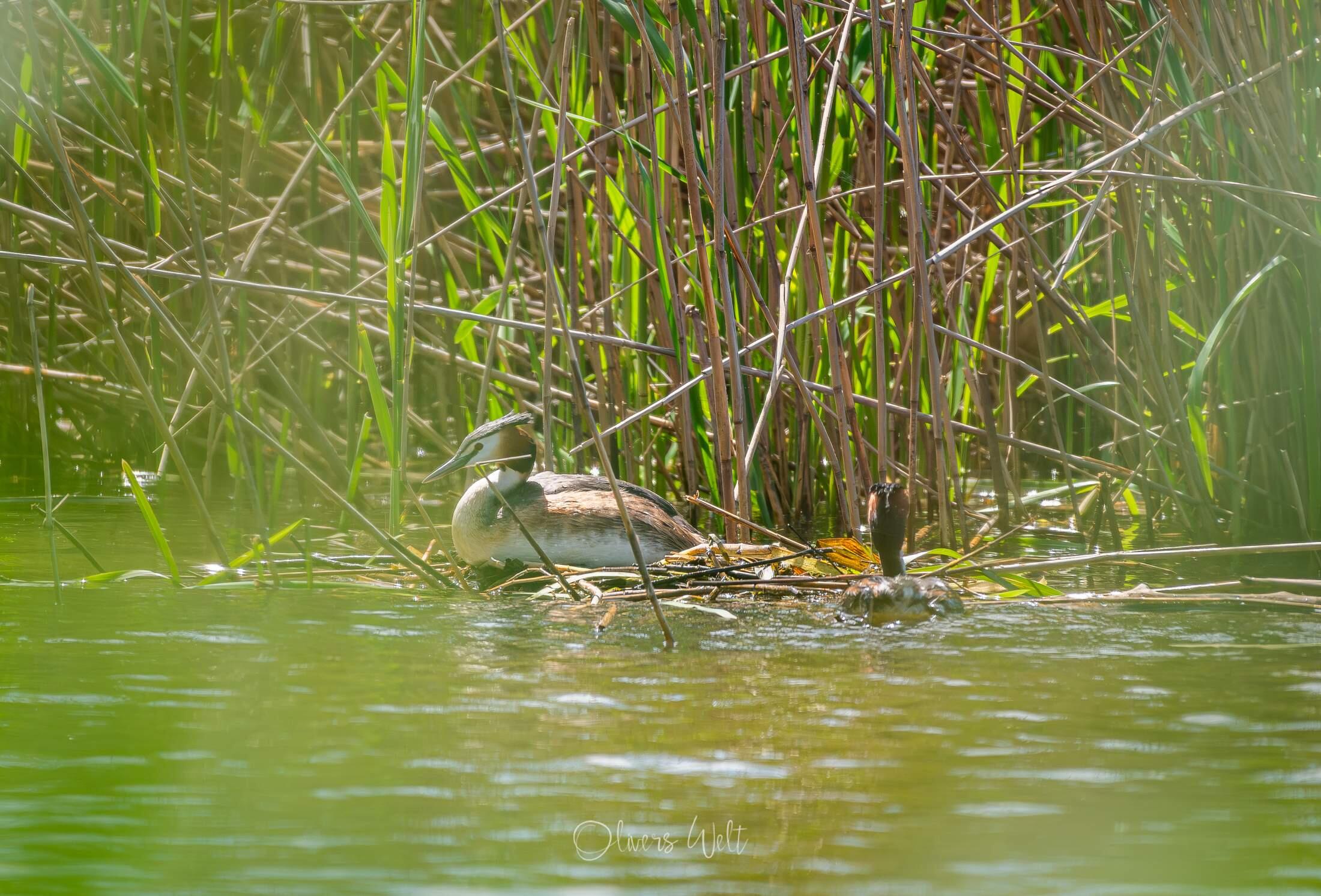 Bild ohne Beschreibung