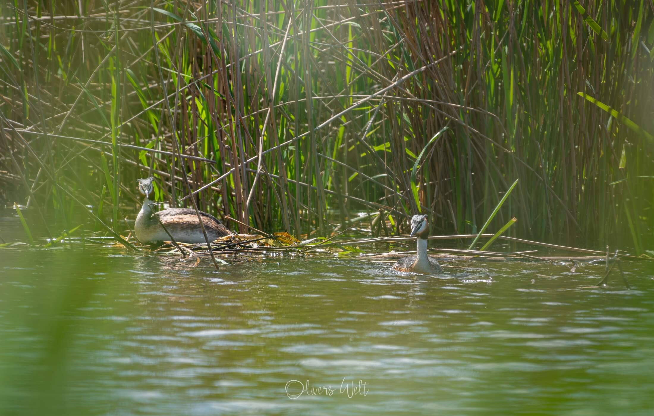Bild ohne Beschreibung