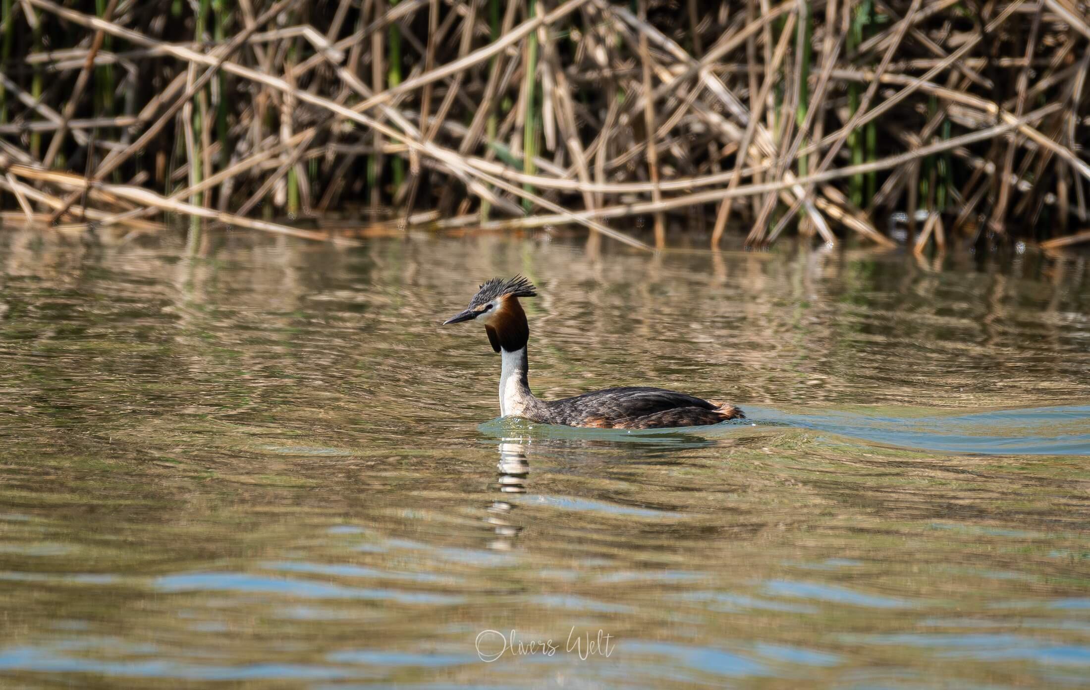 Bild ohne Beschreibung