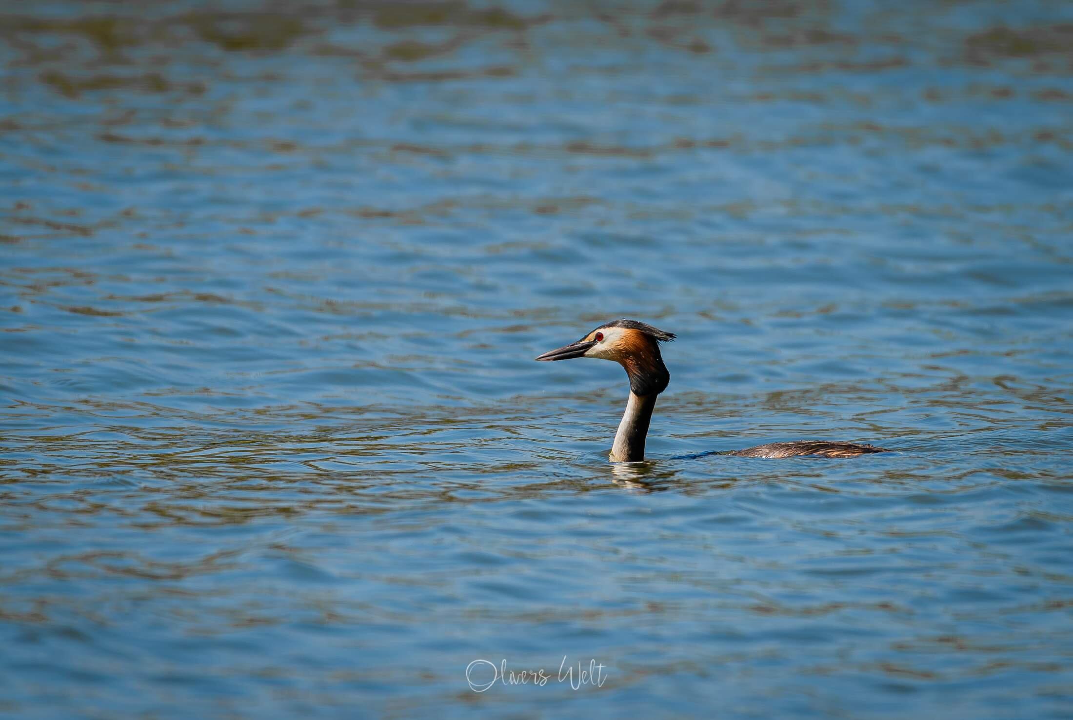 Bild ohne Beschreibung