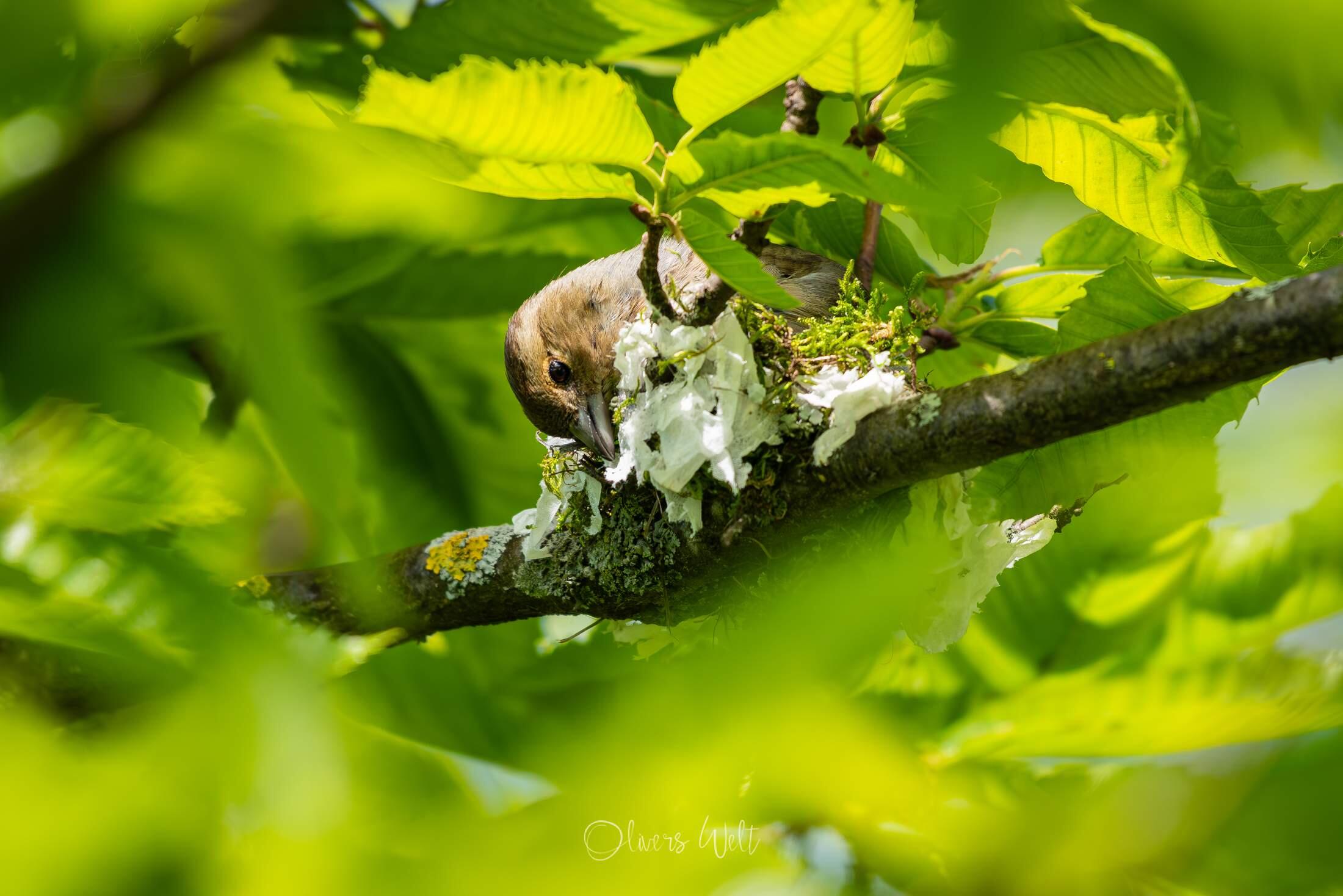 Bild ohne Beschreibung