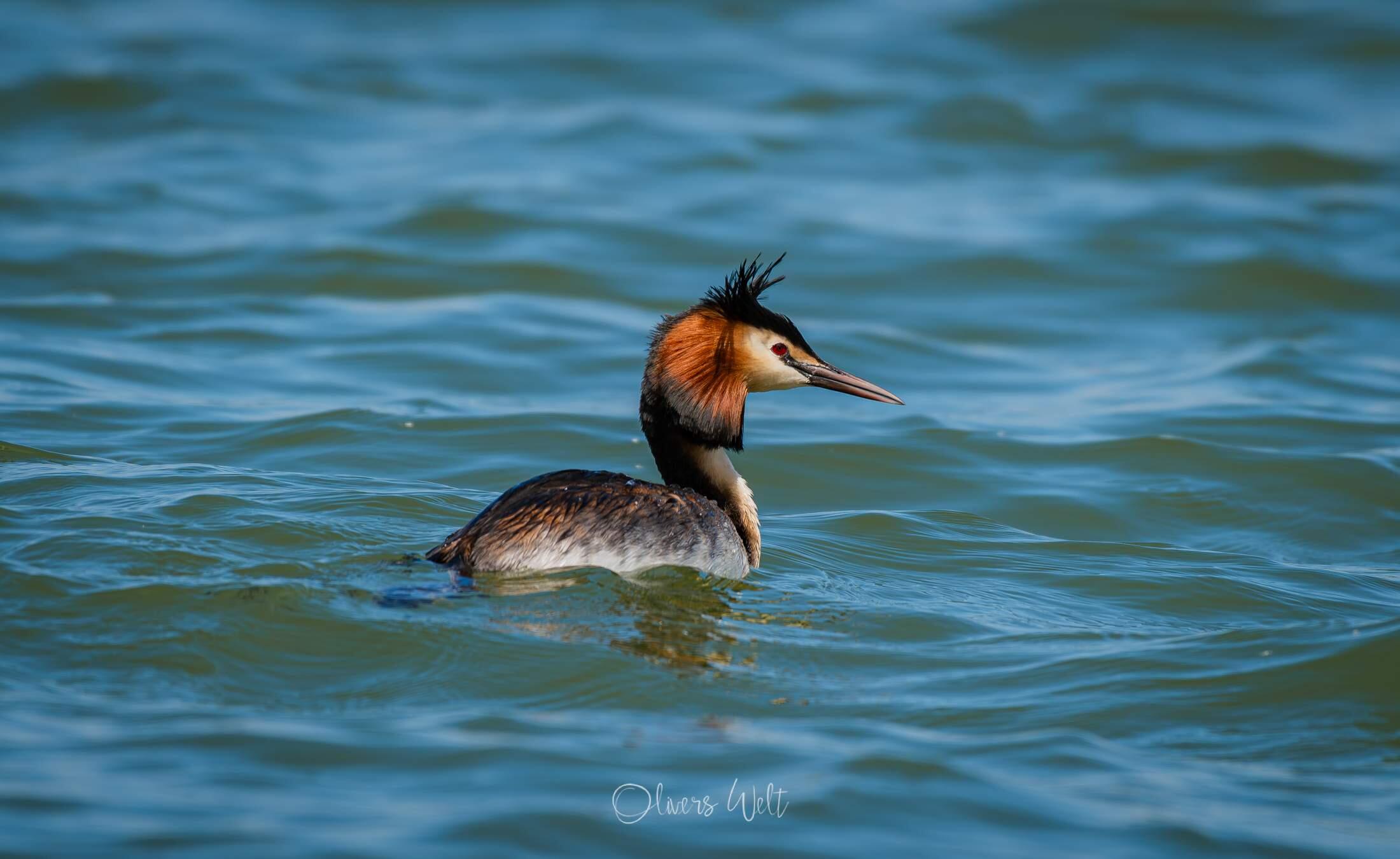 Bild ohne Beschreibung