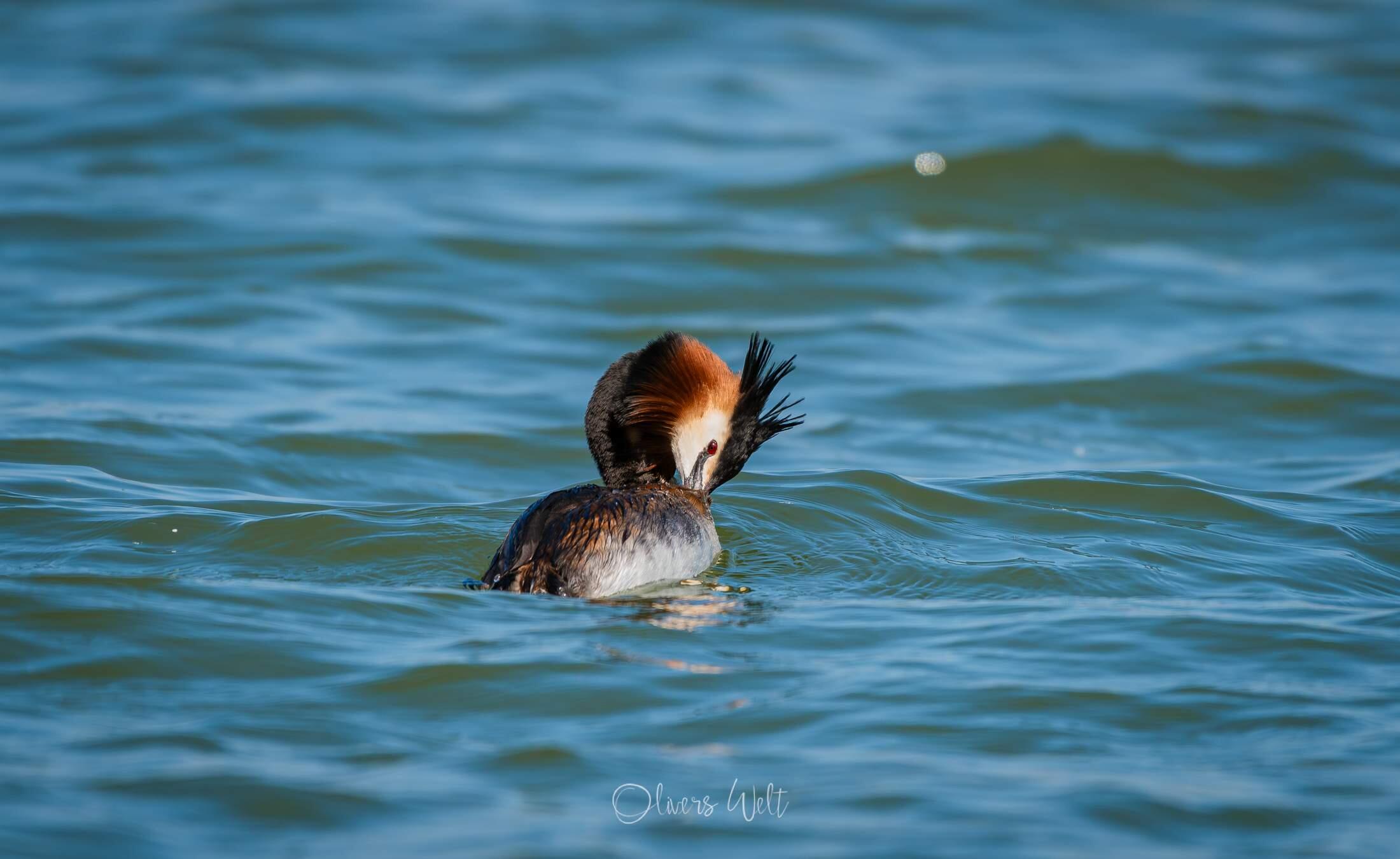 Bild ohne Beschreibung