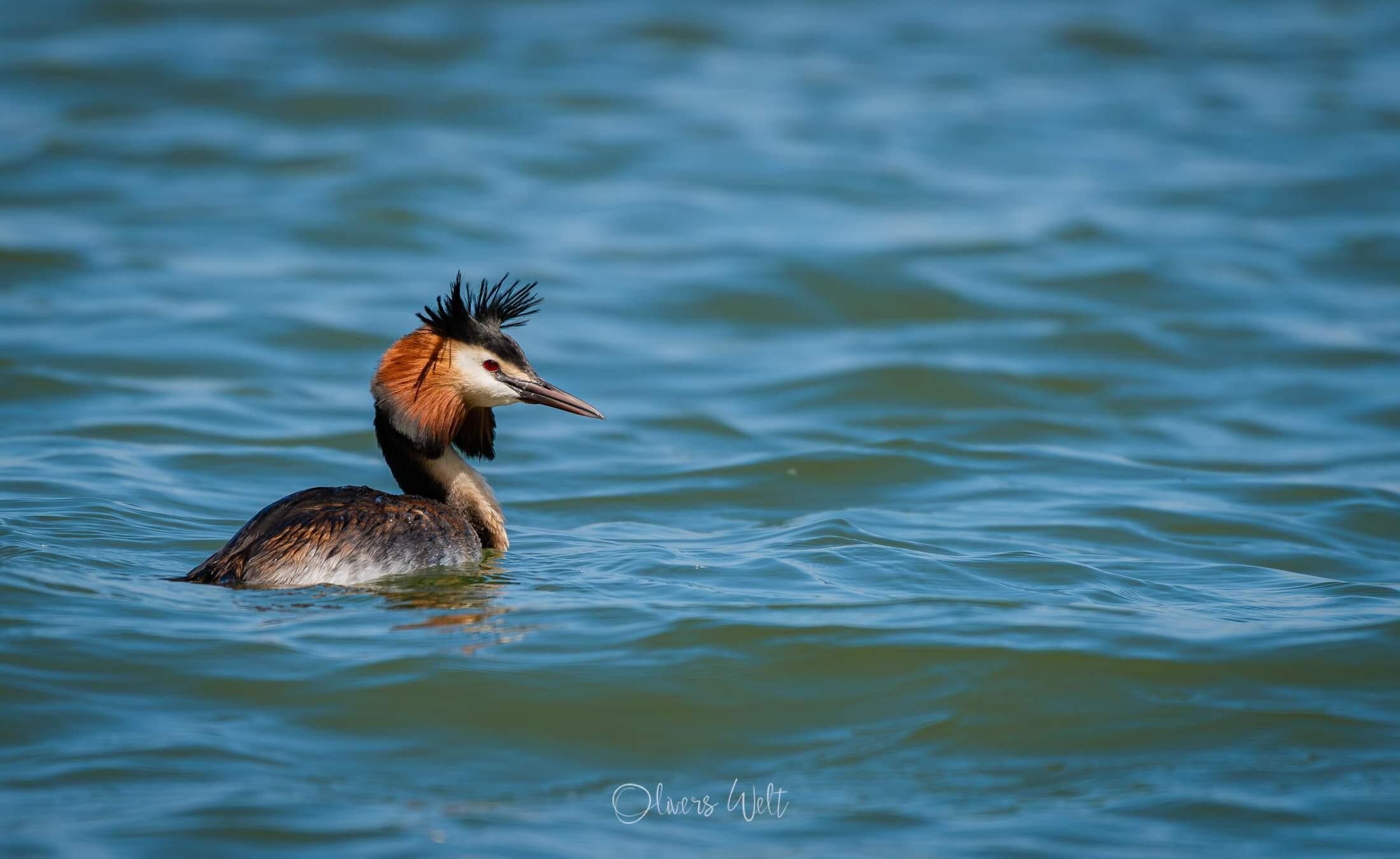 Bild ohne Beschreibung