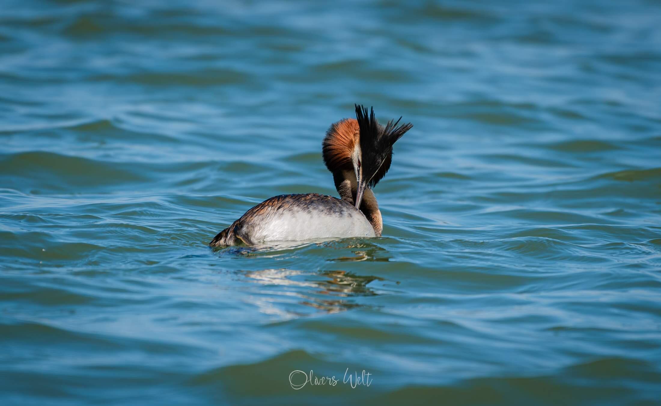 Bild ohne Beschreibung