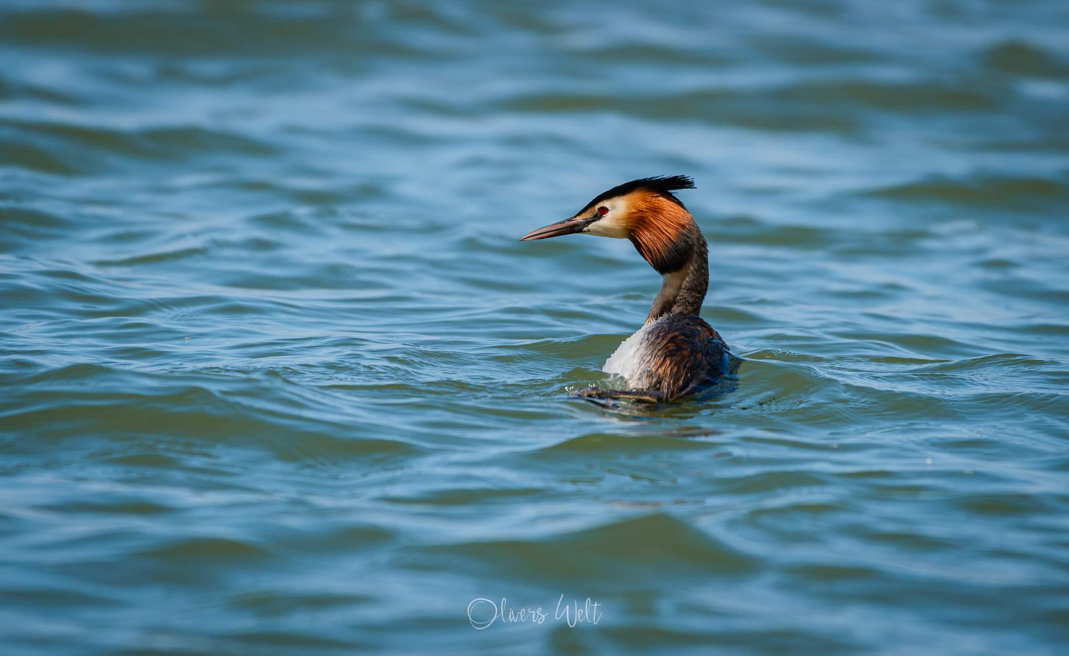 Bild ohne Beschreibung
