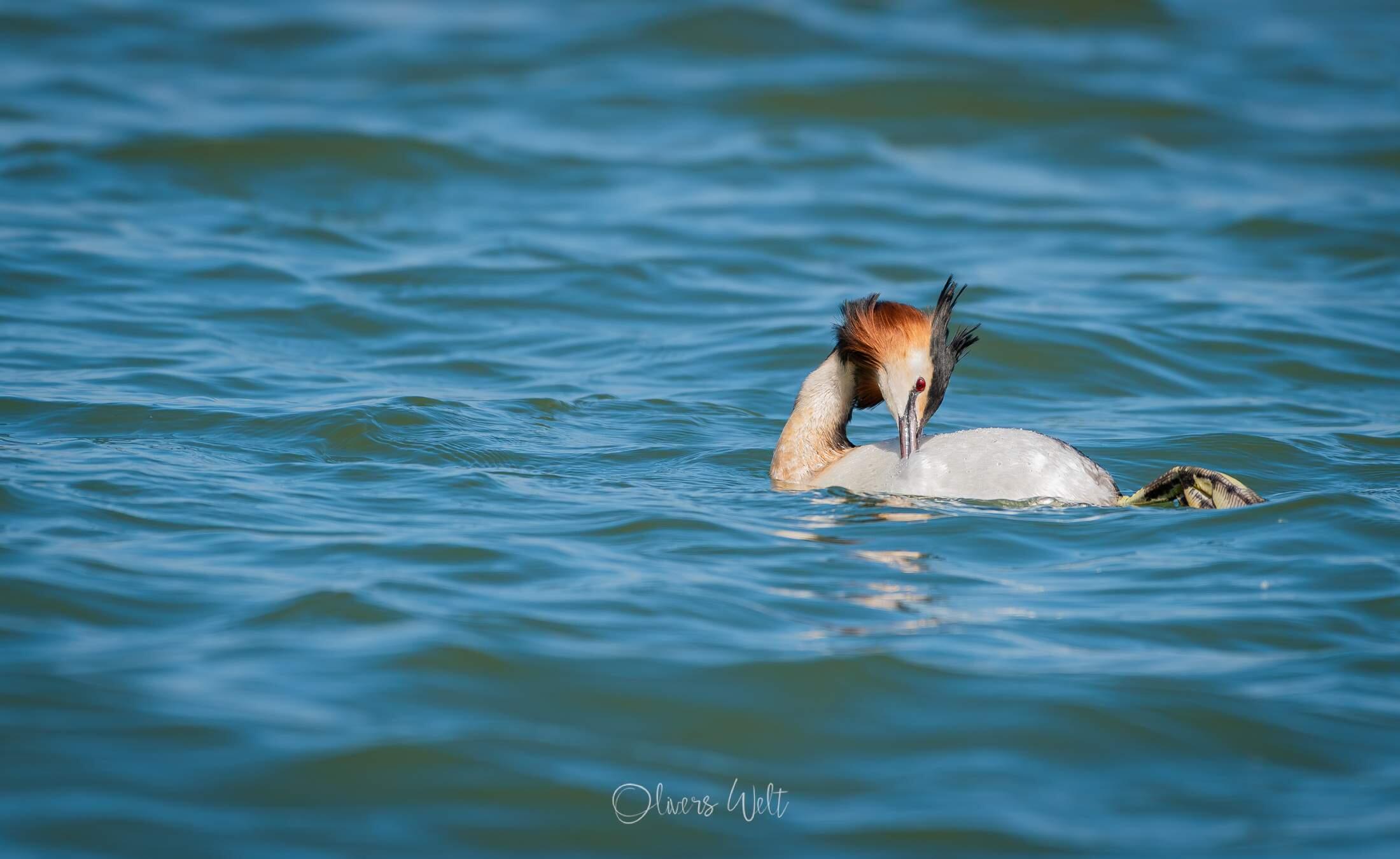 Bild ohne Beschreibung