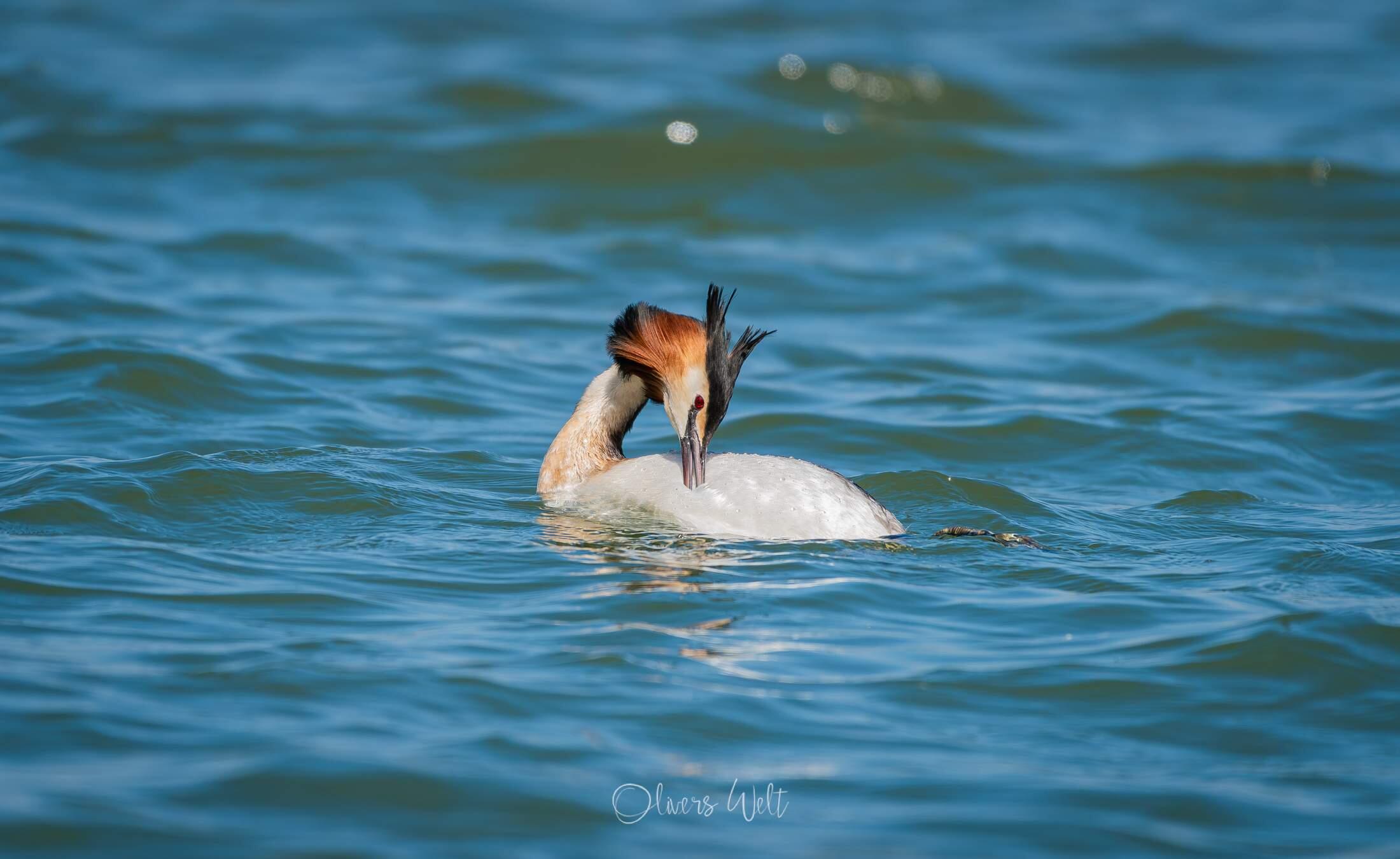 Bild ohne Beschreibung