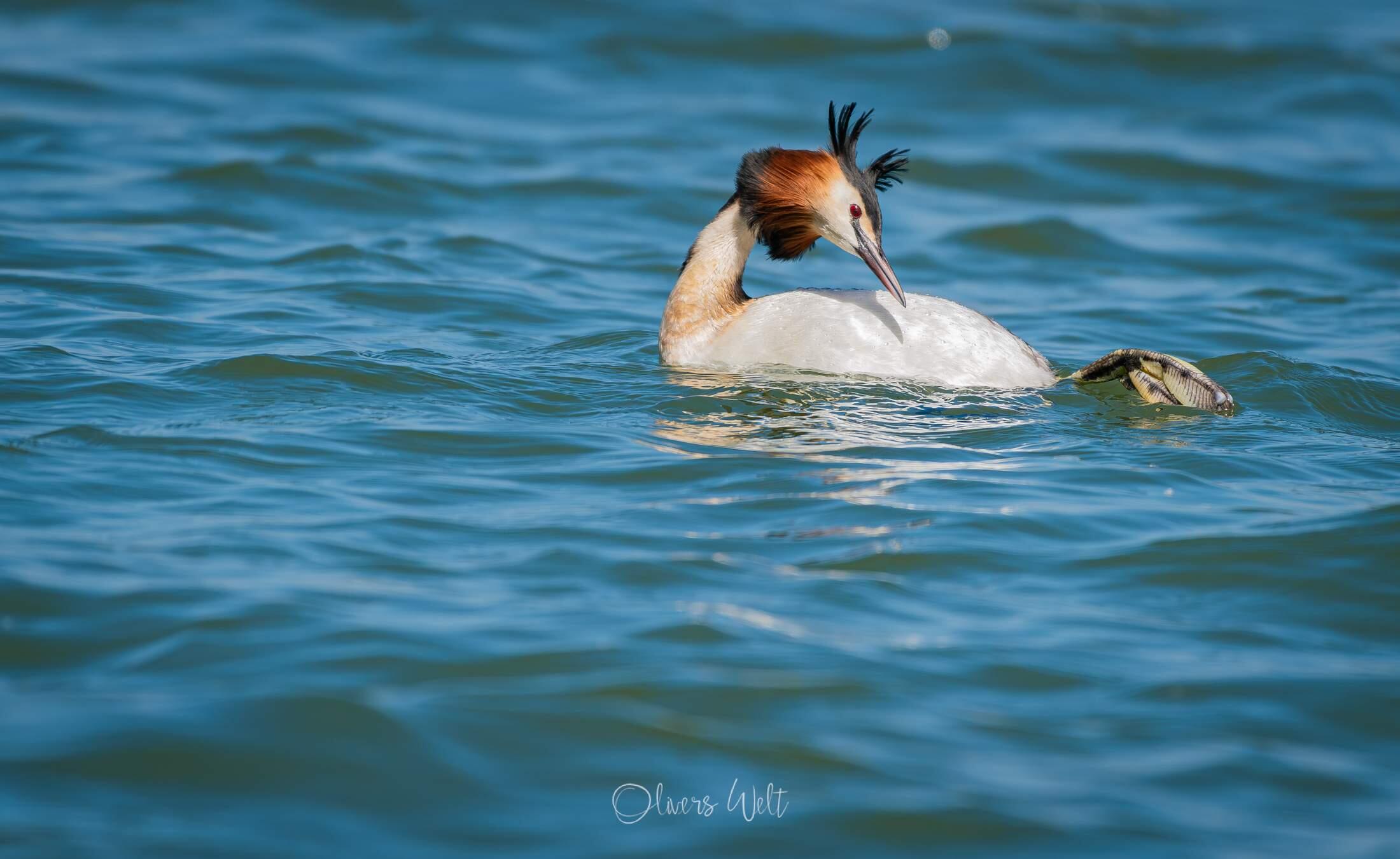 Bild ohne Beschreibung