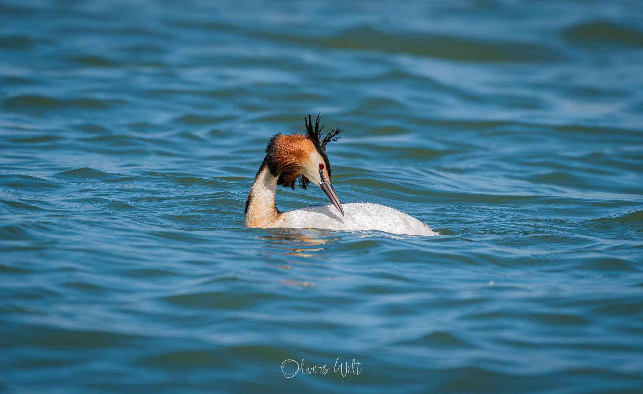 Bild ohne Beschreibung
