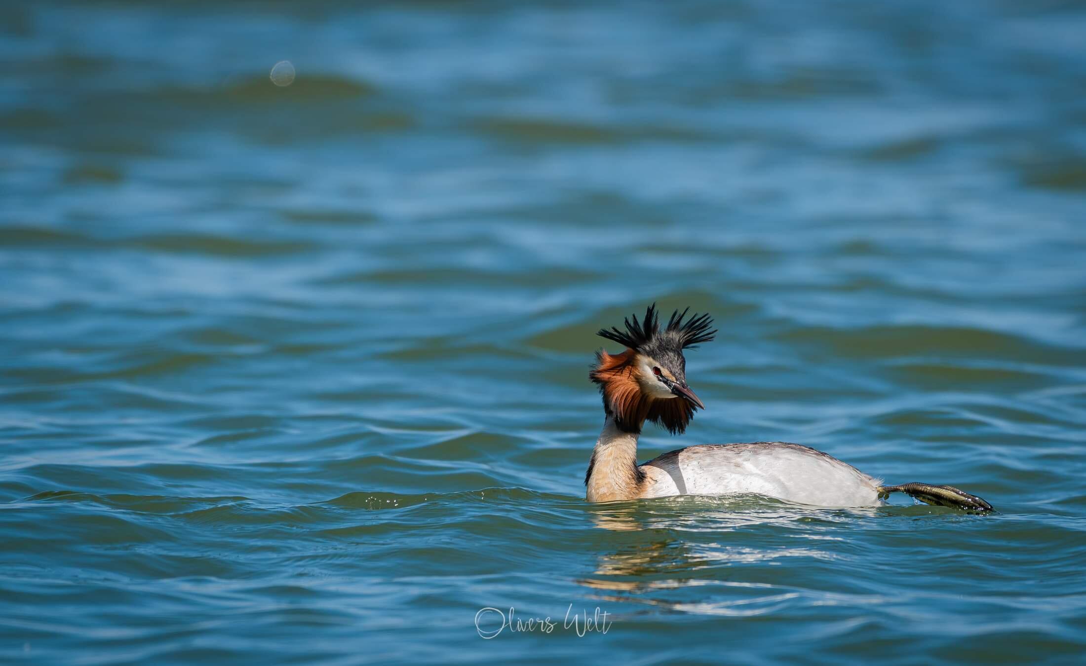 Bild ohne Beschreibung