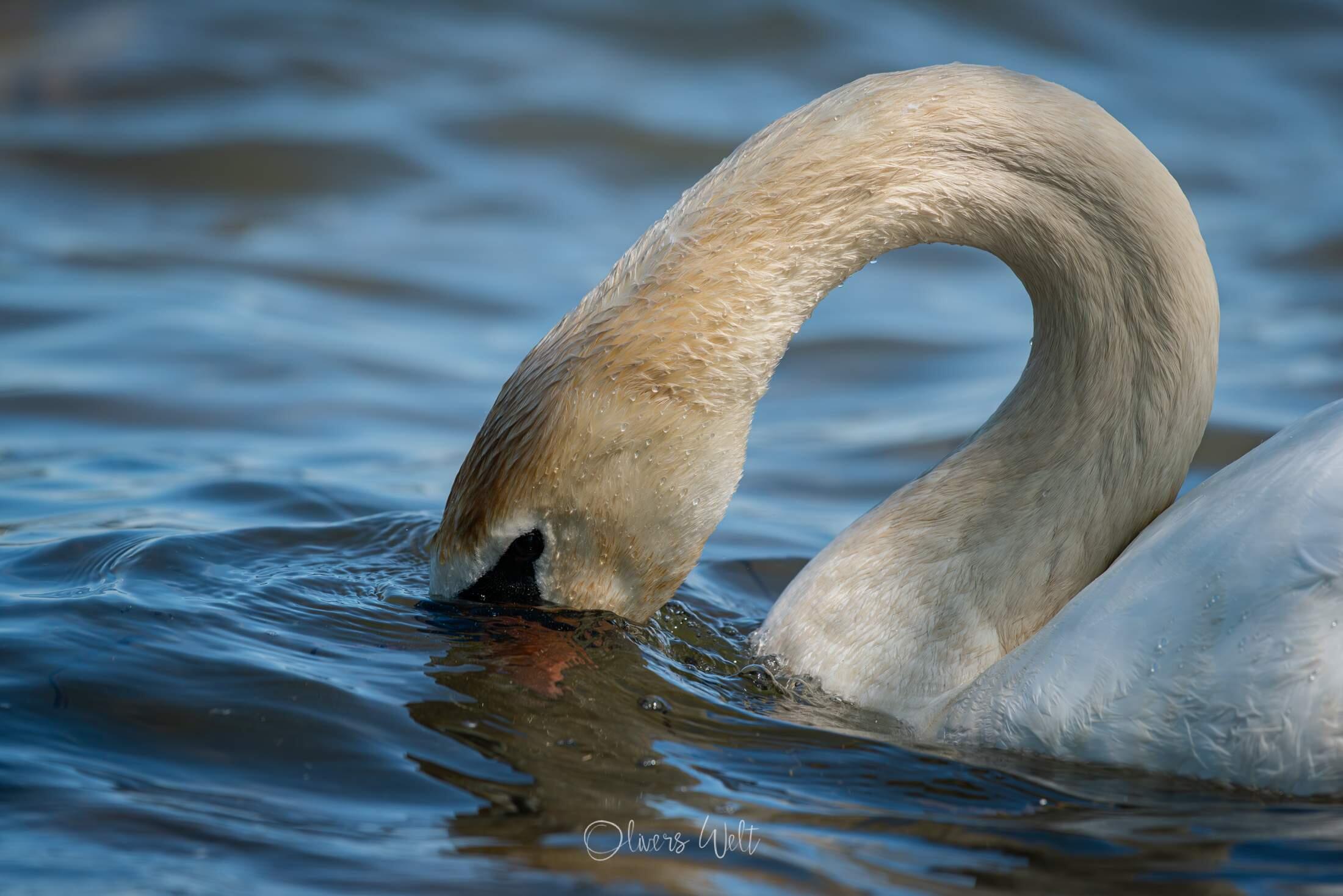 Bild ohne Beschreibung