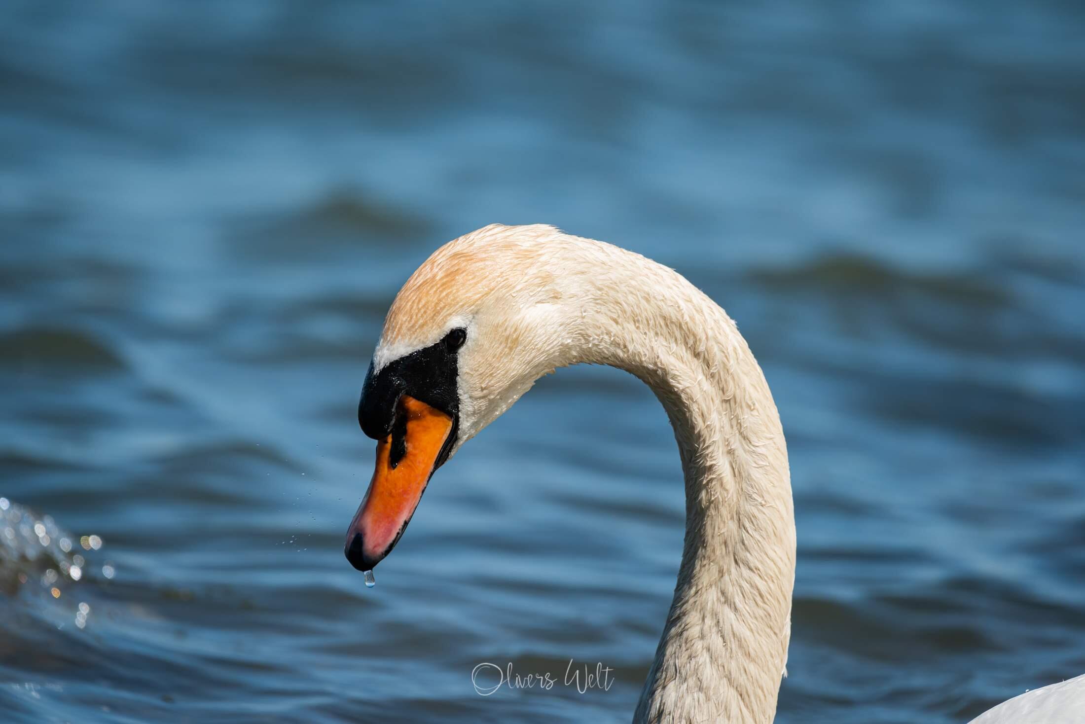 Bild ohne Beschreibung