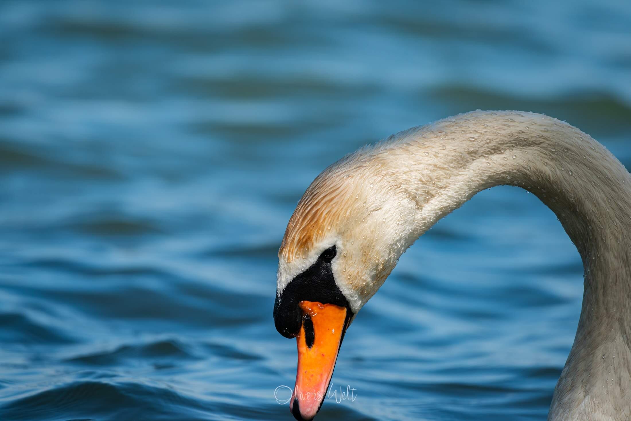 Bild ohne Beschreibung