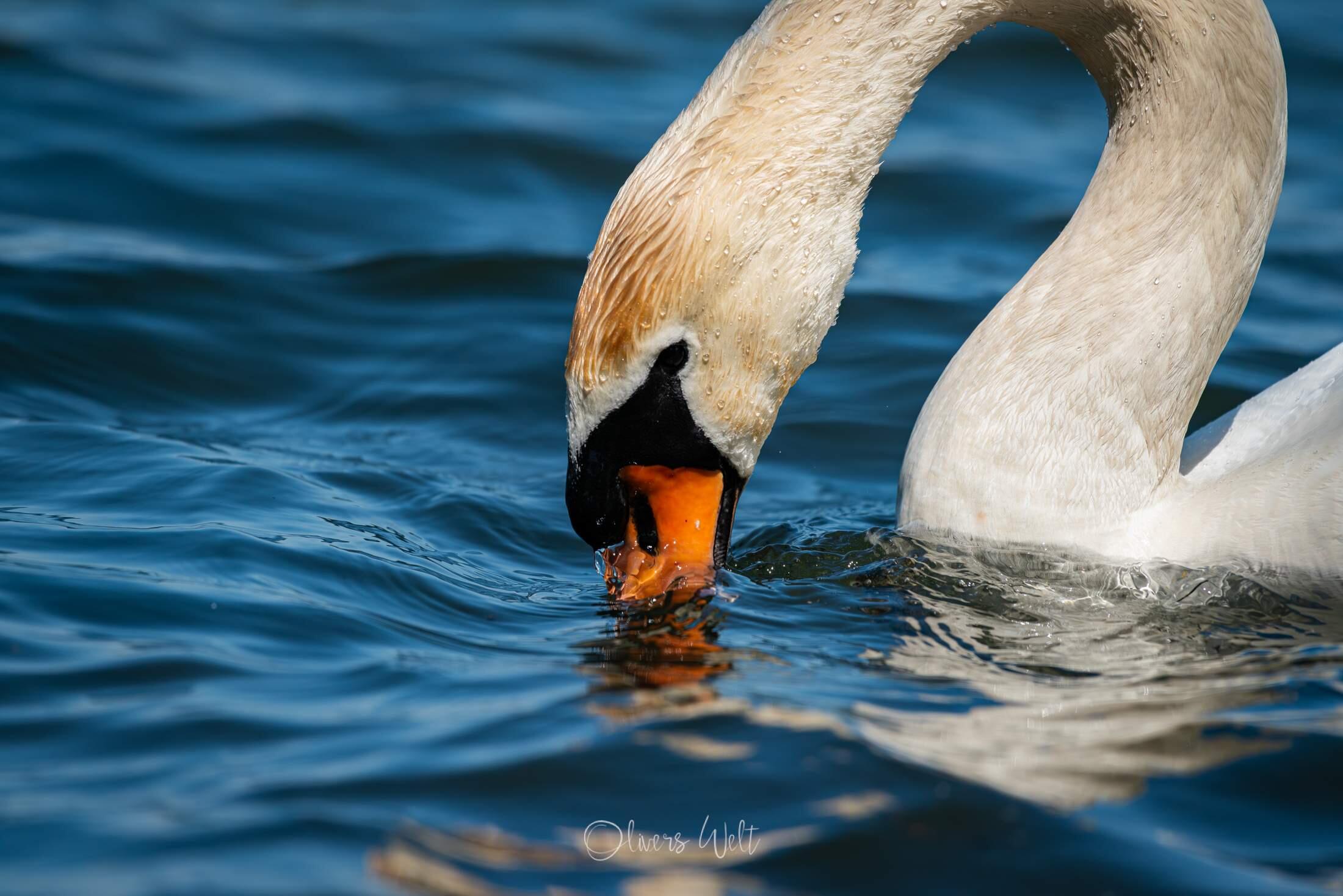Bild ohne Beschreibung