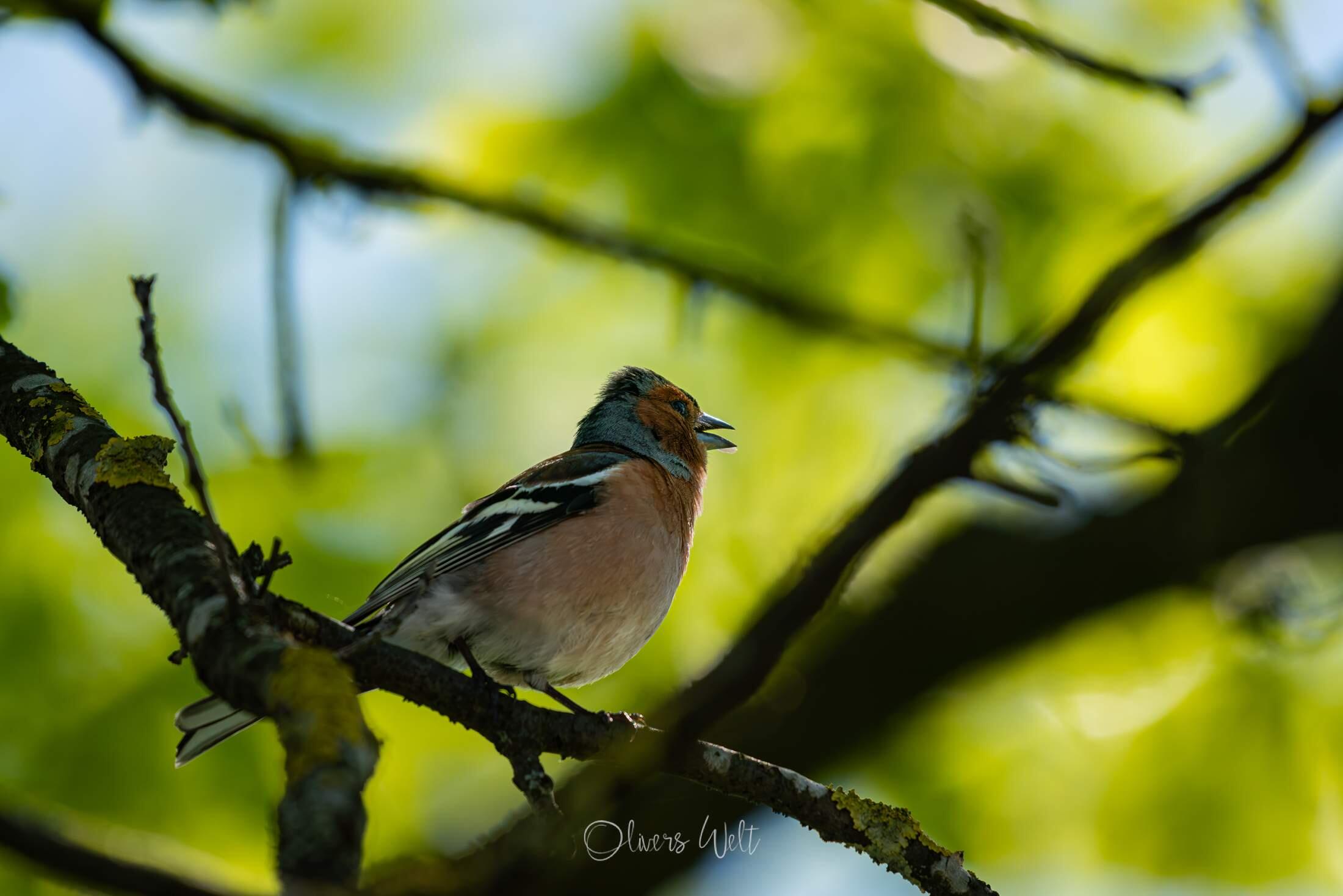 Bild ohne Beschreibung