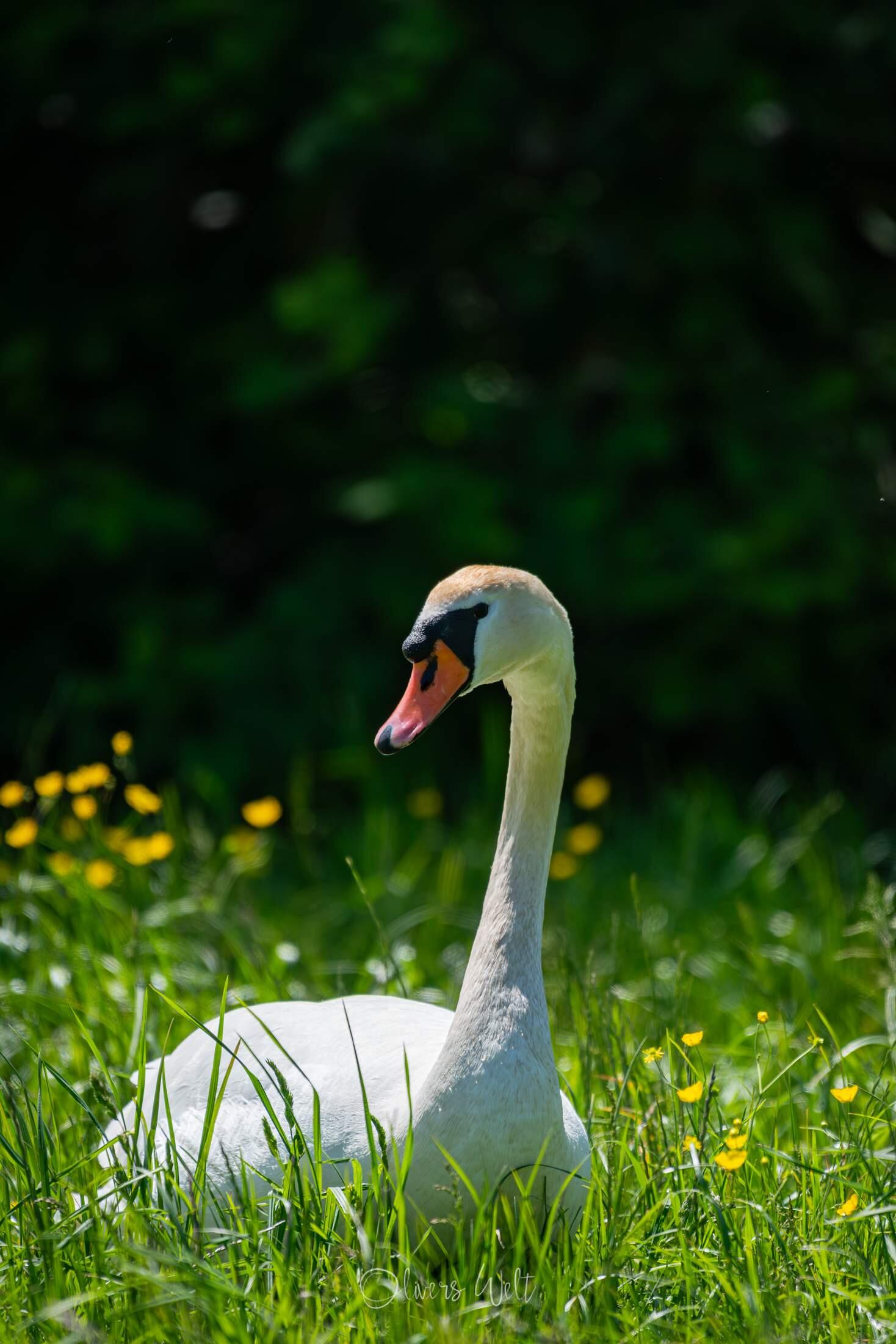 Bild ohne Beschreibung