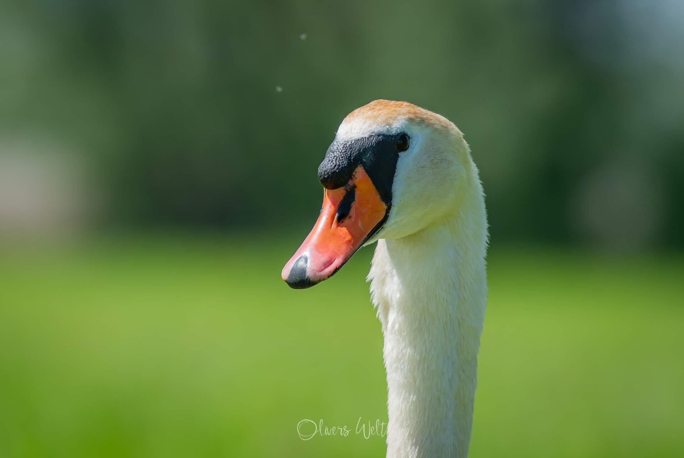 Bild ohne Beschreibung