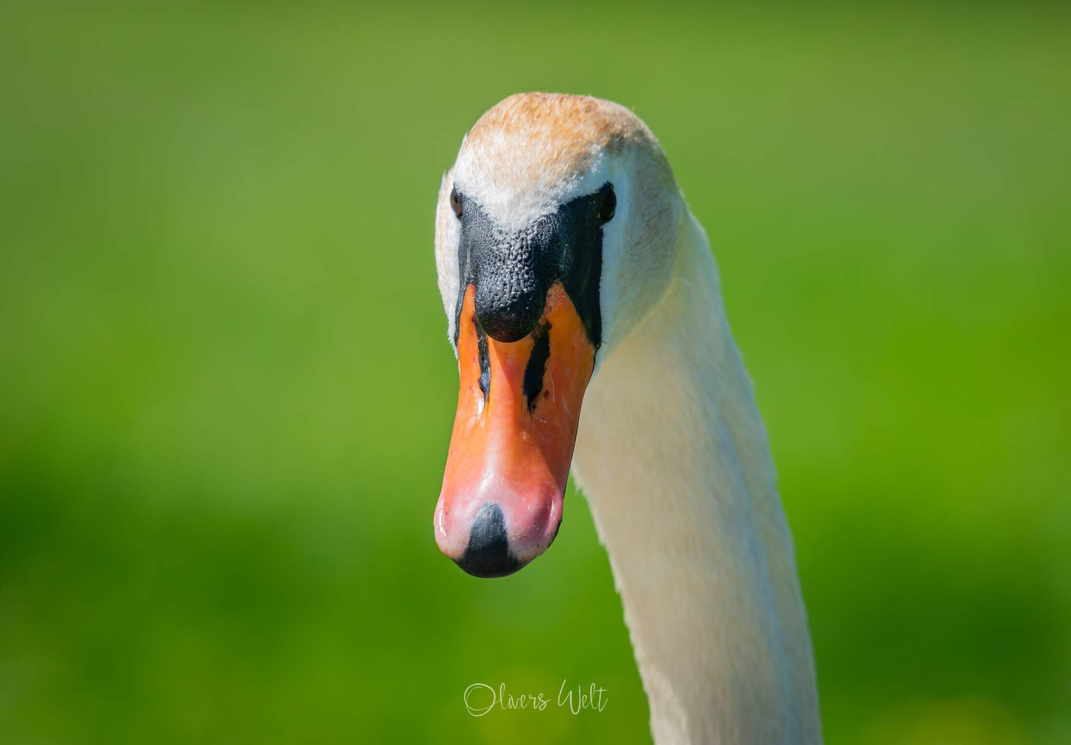 Bild ohne Beschreibung