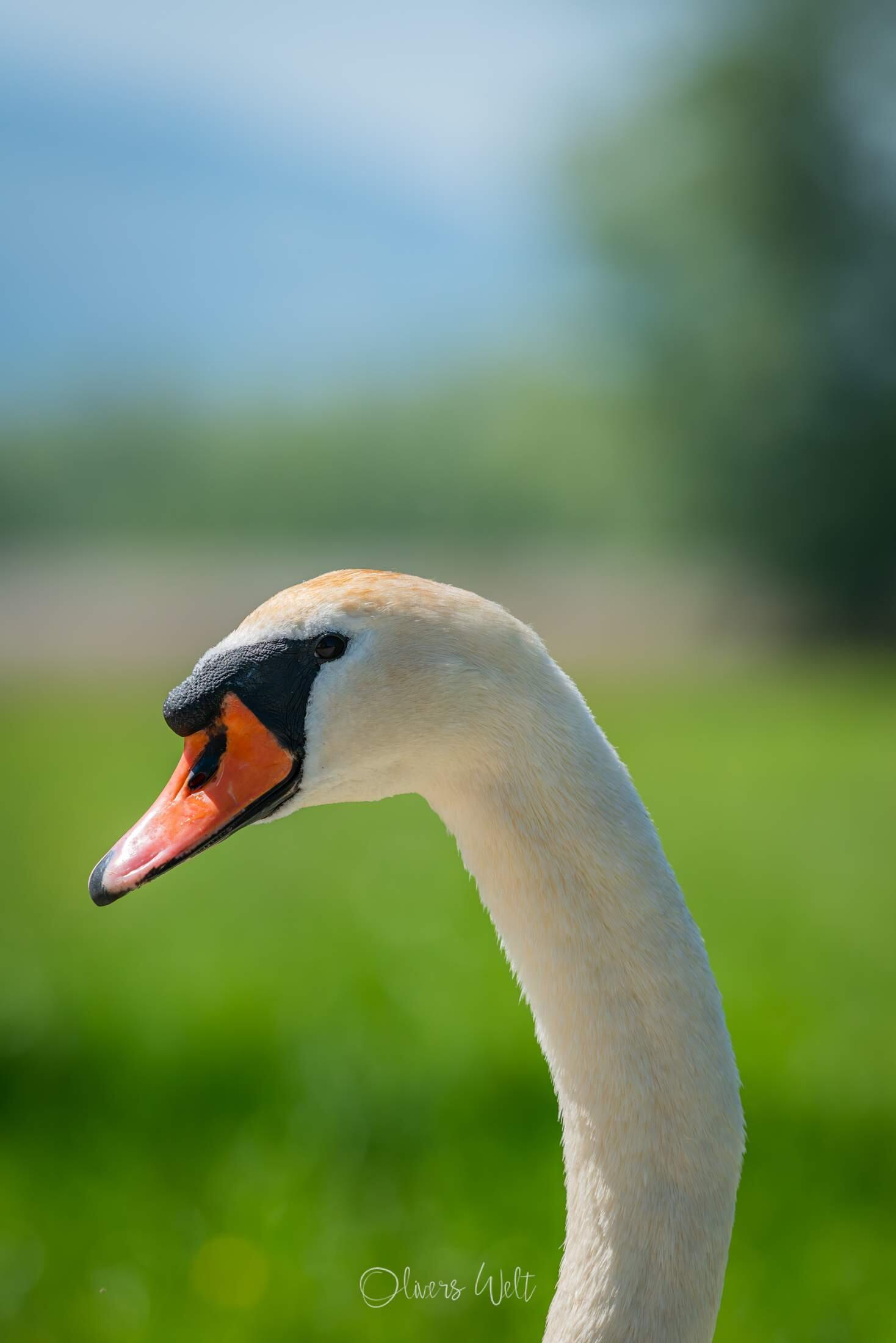 Bild ohne Beschreibung