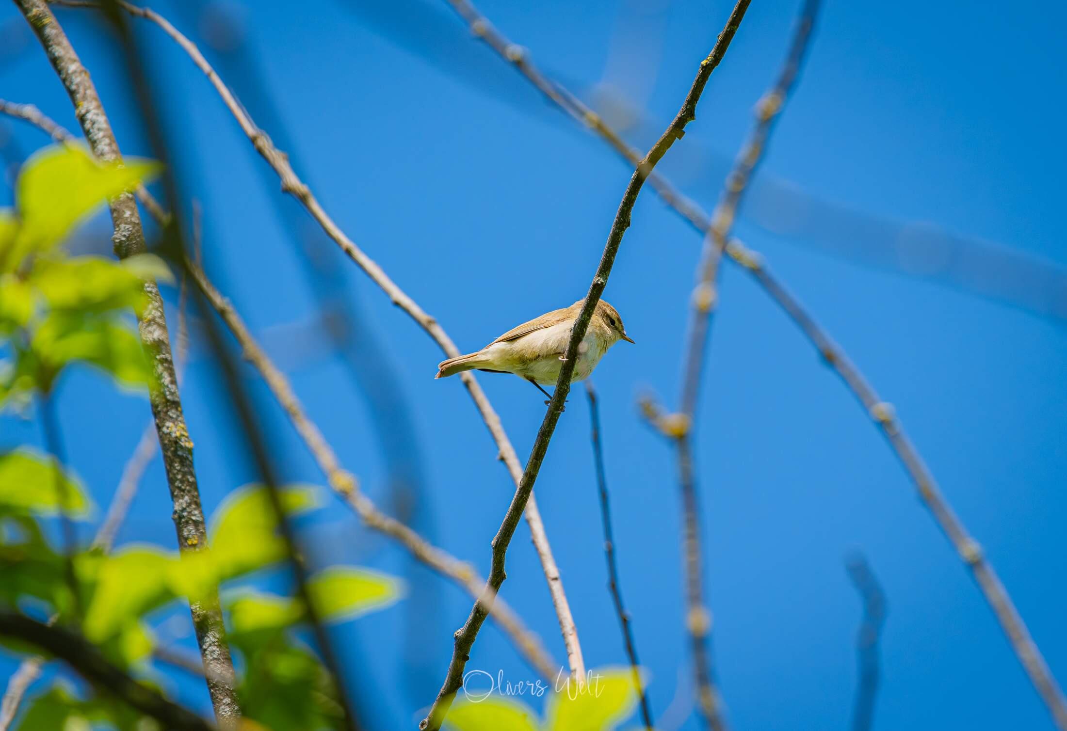 Bild ohne Beschreibung