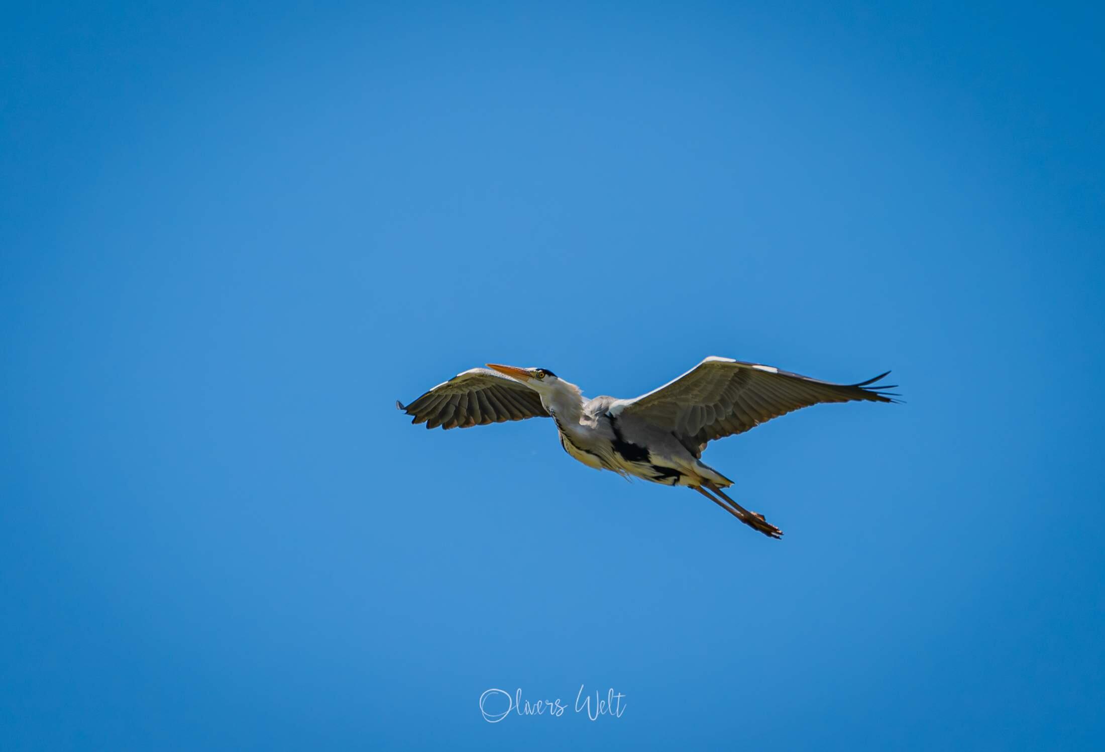 Bild ohne Beschreibung