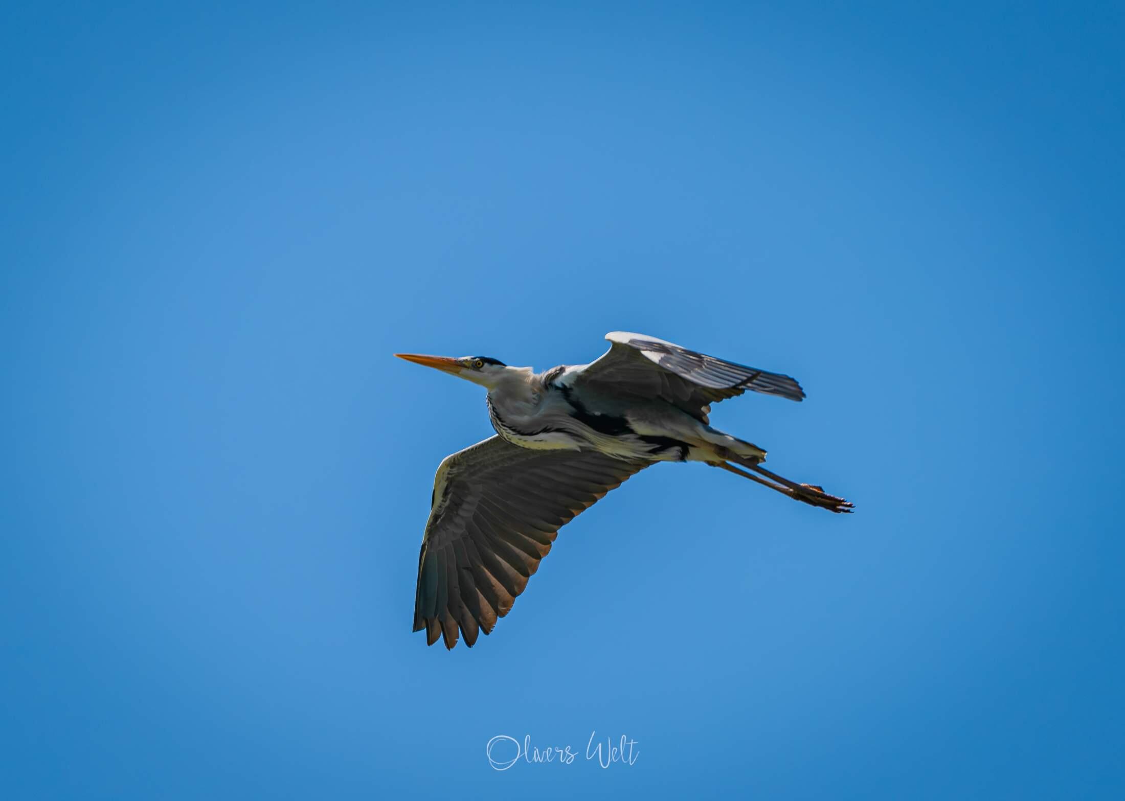 Bild ohne Beschreibung