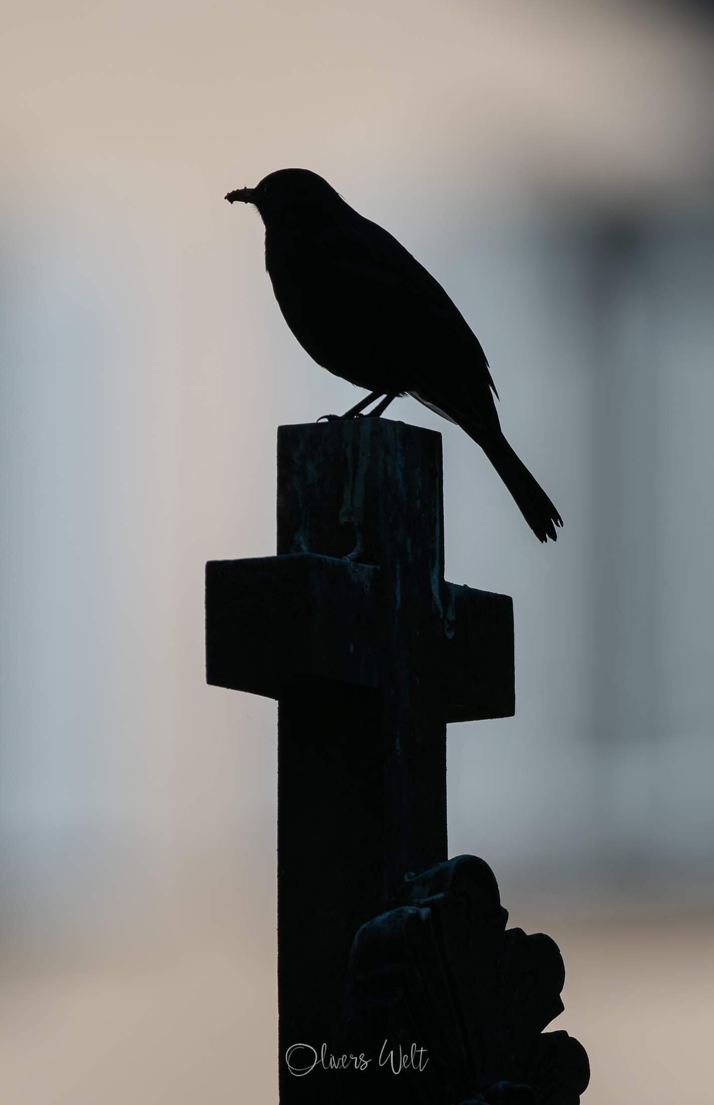 Bild ohne Beschreibung Bild ohne Beschreibung