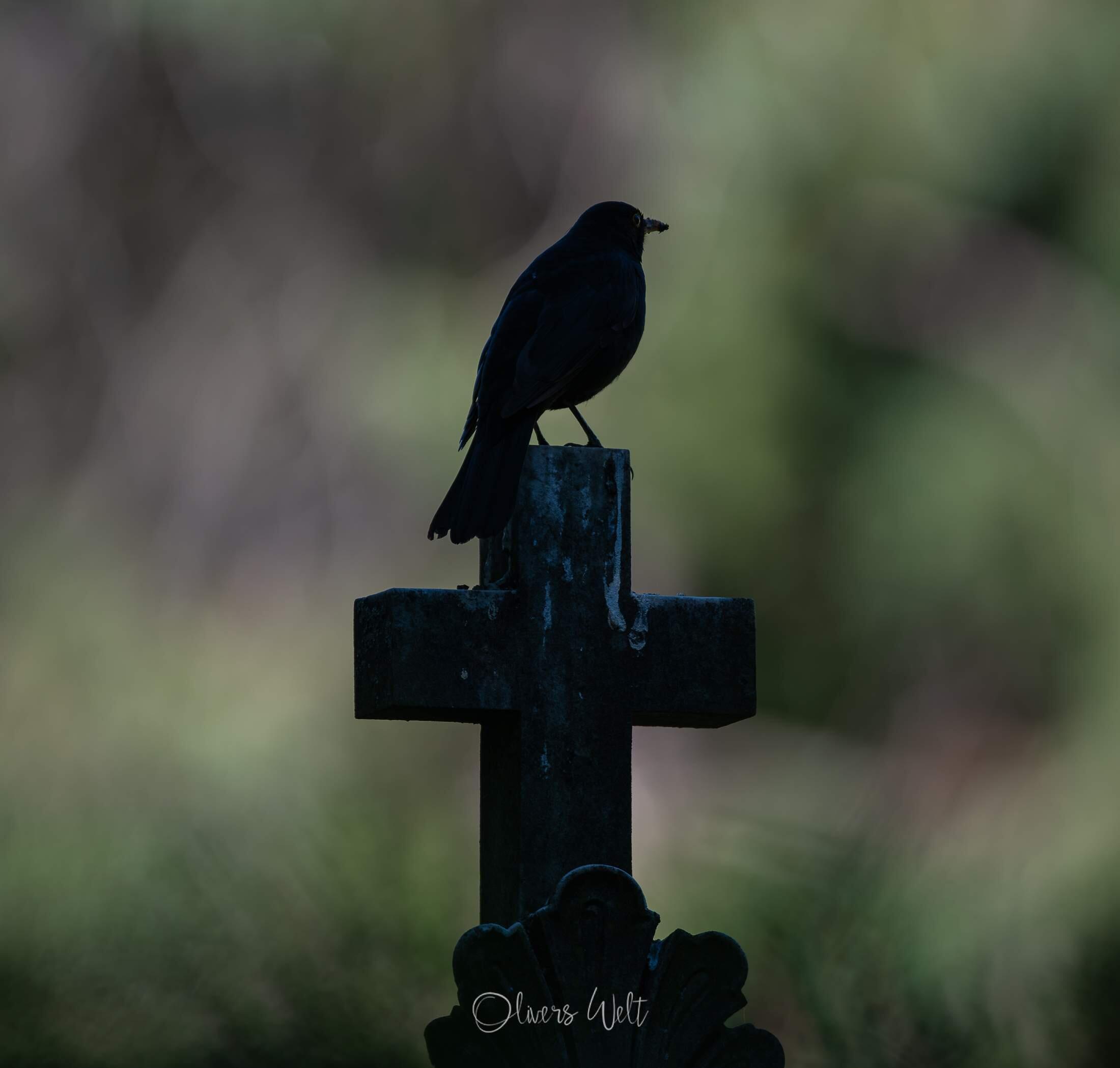 Bild ohne Beschreibung Bild ohne Beschreibung