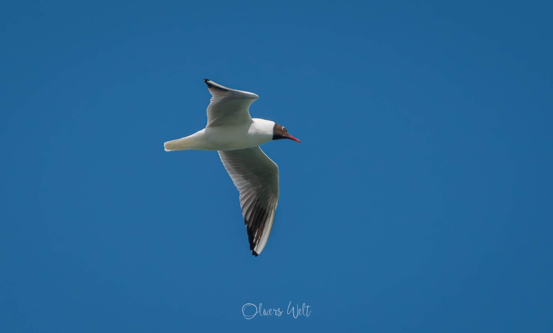 Bild ohne Beschreibung Bild ohne Beschreibung