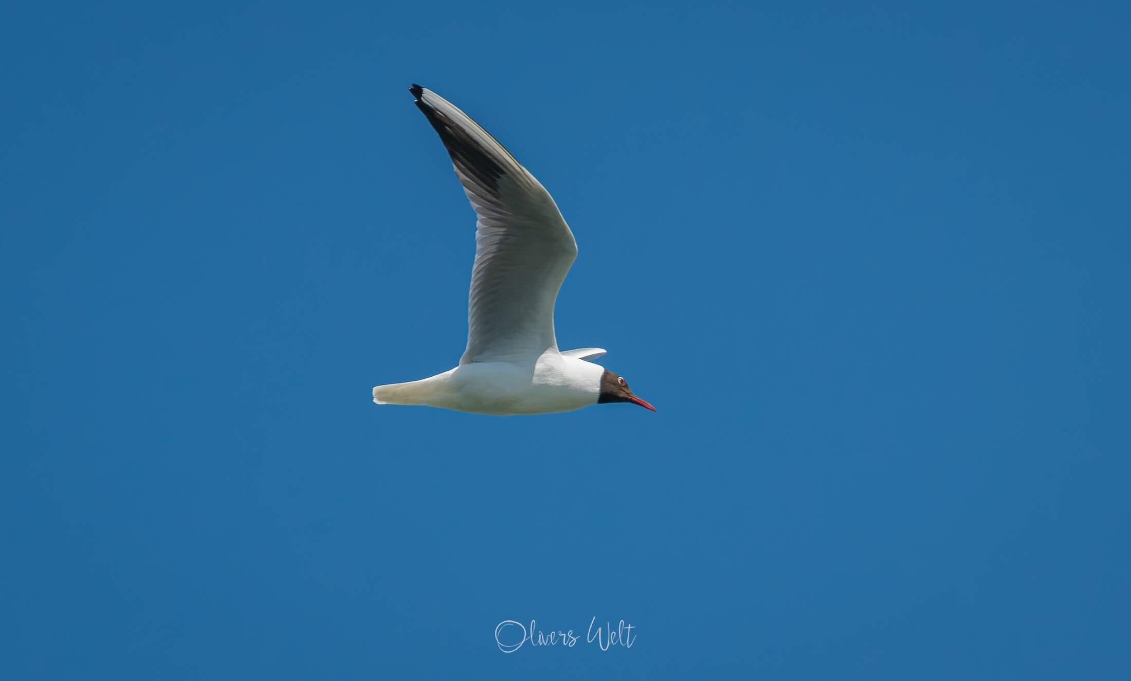 Bild ohne Beschreibung Bild ohne Beschreibung