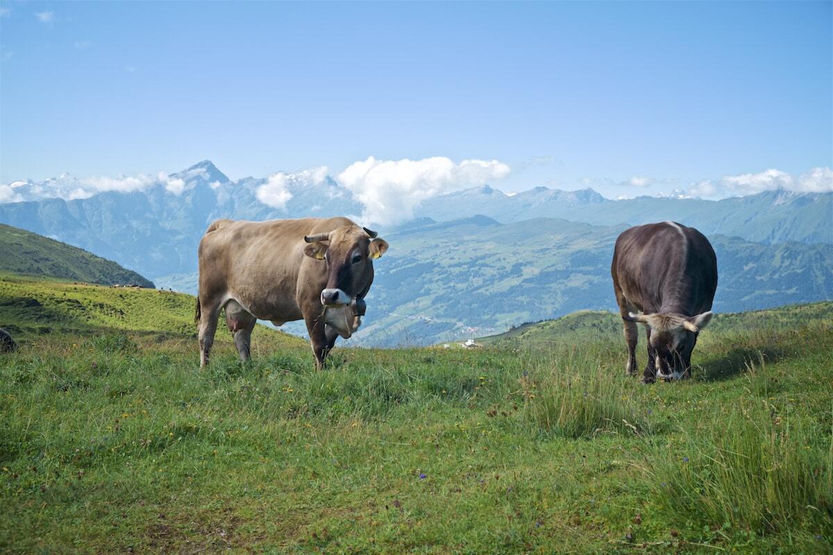 Bild ohne Beschreibung