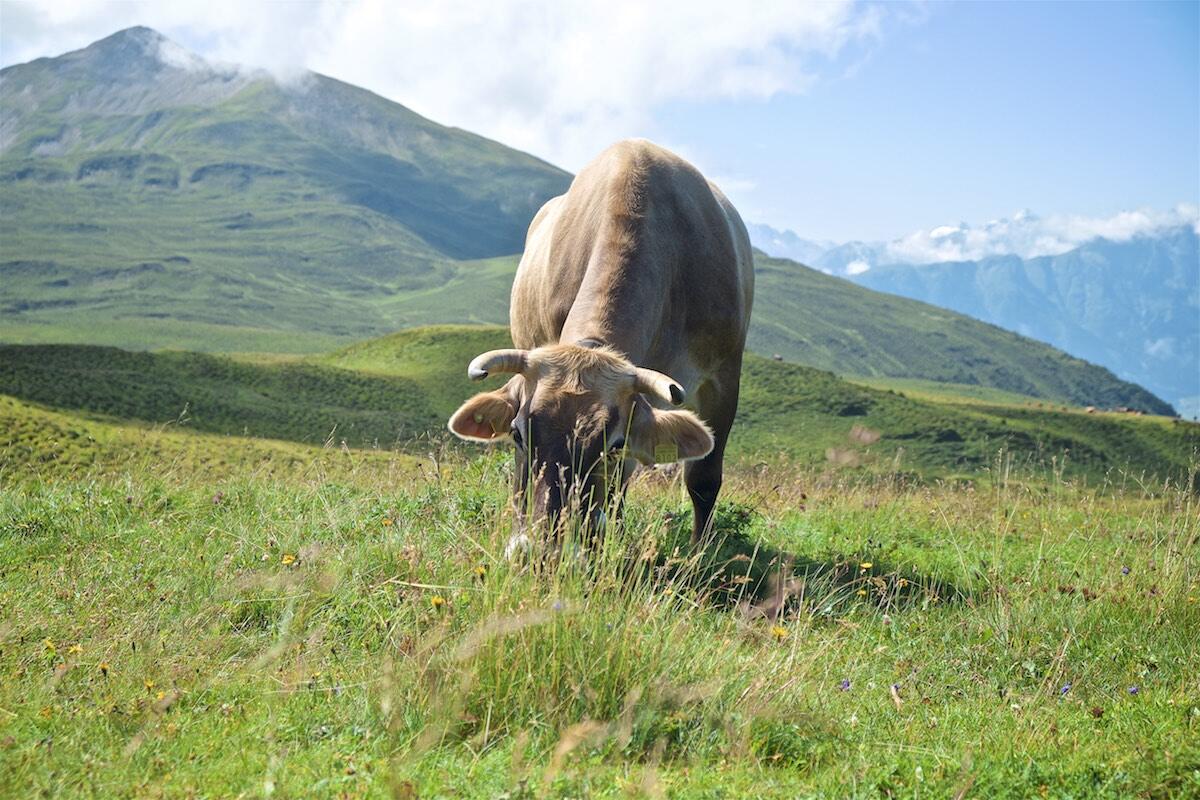 Bild ohne Beschreibung