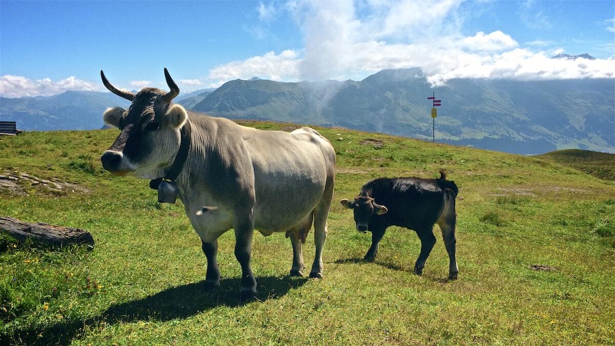 Bild ohne Beschreibung
