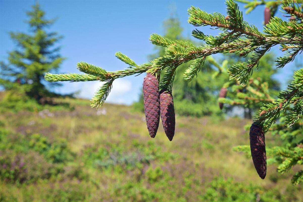 Bild ohne Beschreibung