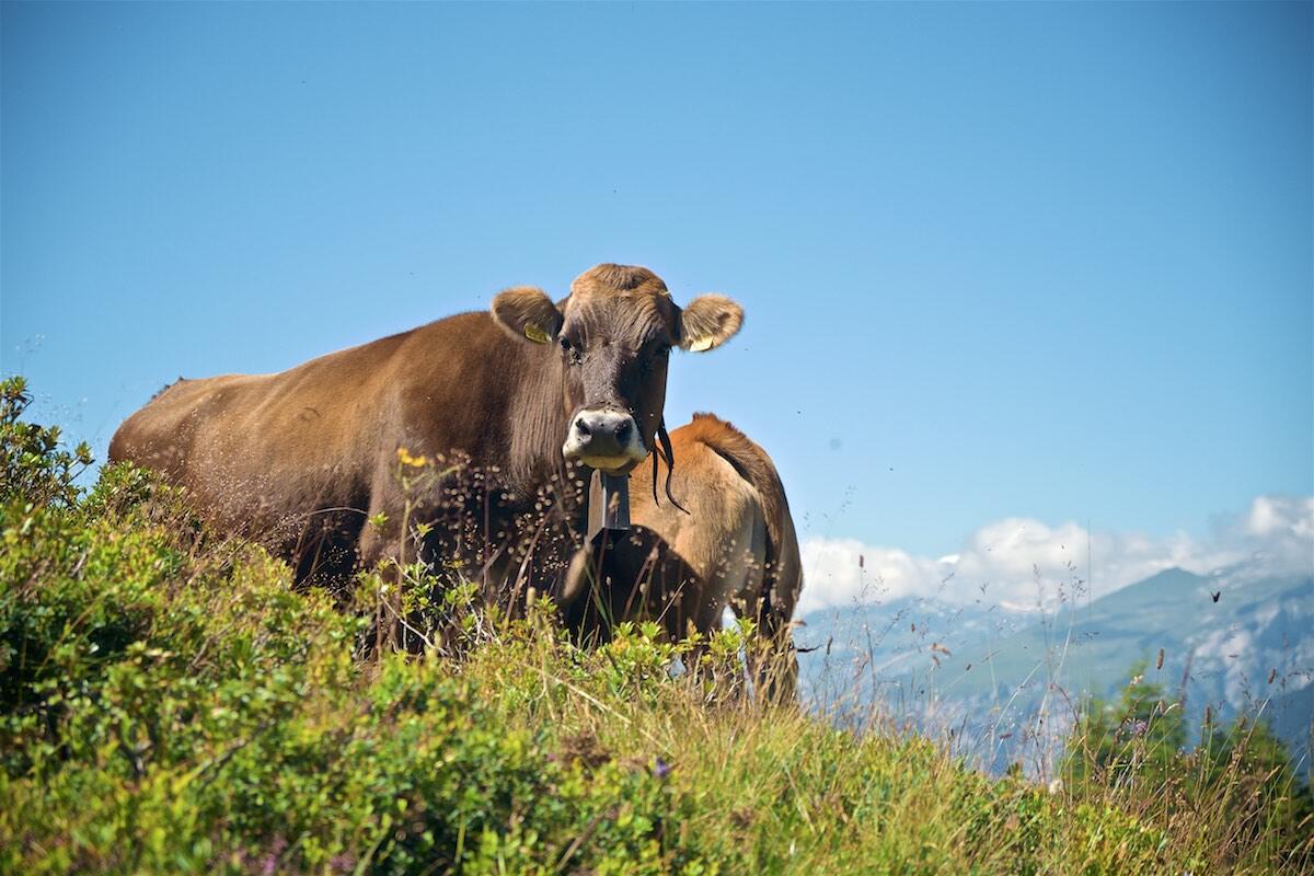 Bild ohne Beschreibung