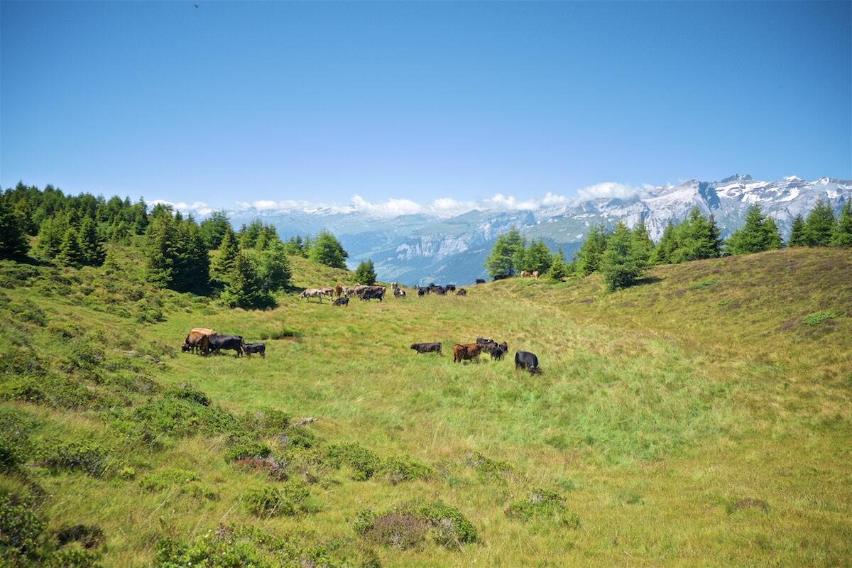 Bild ohne Beschreibung