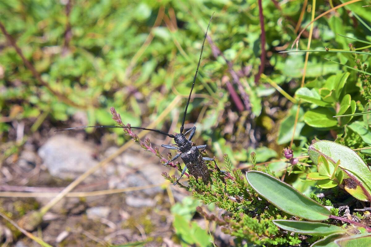 Bild ohne Beschreibung