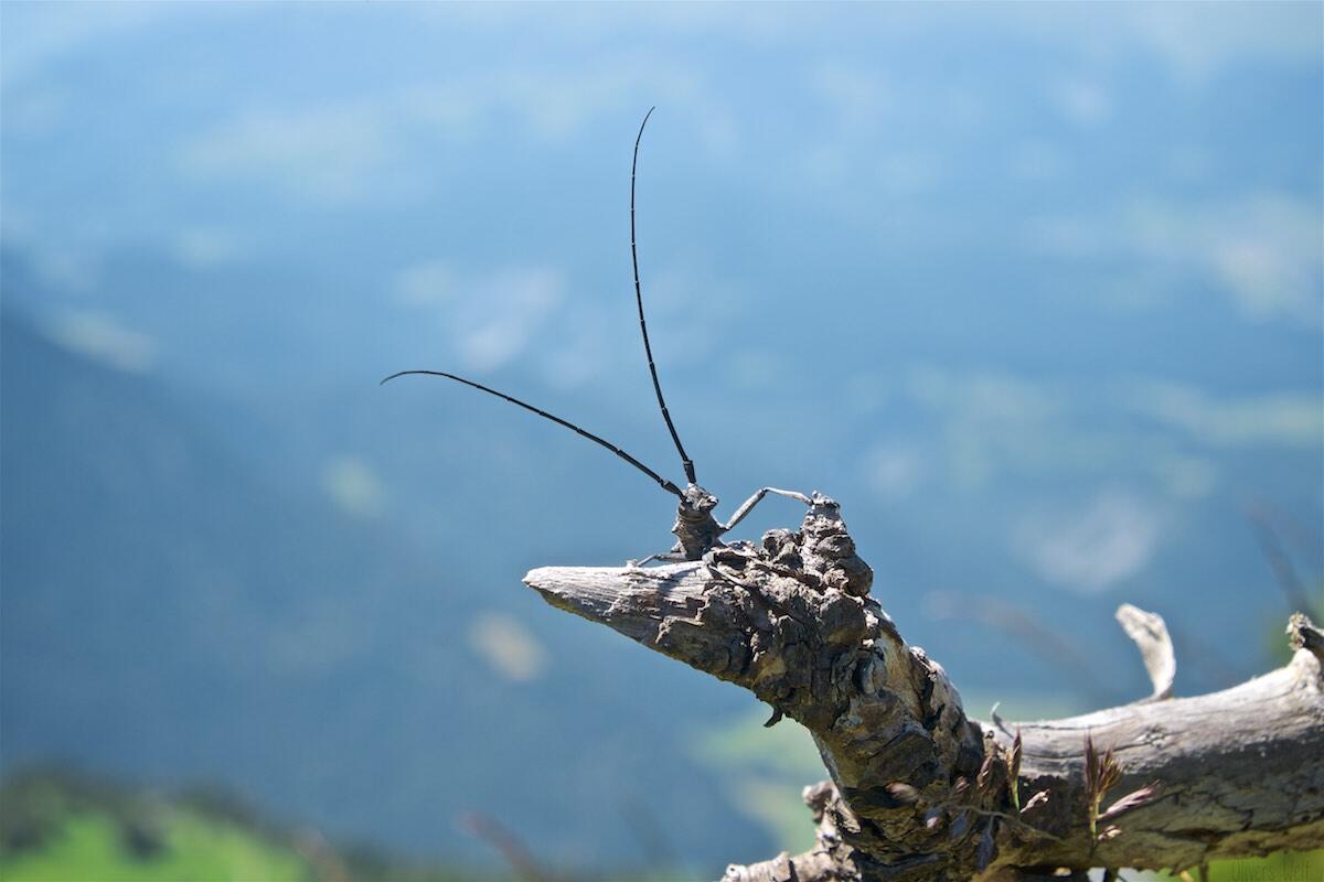 Bild ohne Beschreibung