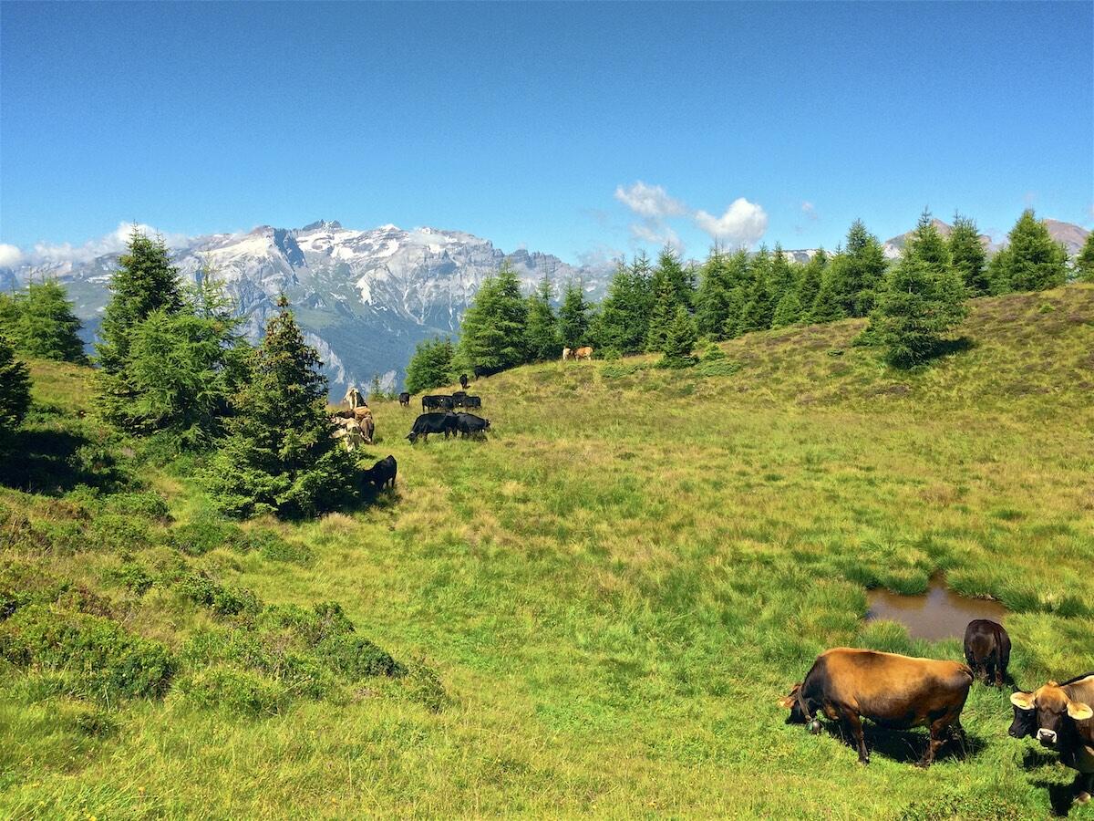 Bild ohne Beschreibung